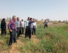 روز مزرعه؛ ارزن پادزهری