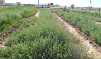 کشت متراکم آتریپلکس؛ راهکاری برای تولید علوفه شتر در شرایط شور