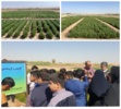 کاشت گیاه سالیکورنیا با هدف تنوعبخشی به محصولات کشاورزی و استفاده از منابع آب بسیار شور برای تولید علوفه و دانه روغنی