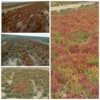 گزارش تصویری