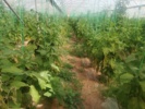 شوری خاک در کمین محصولات گلخانهای