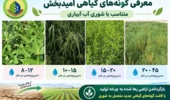 گامی نو در مدیریت بحران آب و خاک؛ از یزد، گونههای گیاهی امیدبخش برای احیای اراضی شور کشور معرفی شد