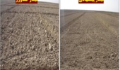 نقش بهینهسازی ابعاد کرتهای آبیاری در افزایش بهرهوری مزارع گندم تحت شرایط شور در استان خوزستان