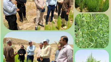 بازدید رئیس سازمان جهاد کشاورزی استان بوشهر از مزارع پایلوت گیاه کوشیا  در استان