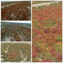 گزارش تصویری