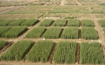 عضو هیات علمی مرکز ملی تحقیقات شوری بر انتخاب نوع کودهای نیتروژنی بر کاهش میزان هدرروی کود بصورت گاز آمونیاک تاکید کرد.