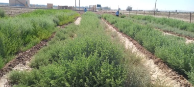 کشت متراکم آتریپلکس؛ راهکاری برای تولید علوفه شتر در شرایط شور