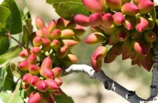 طراحی وب اپلیکیشن محاسبه نیاز آبشوئی، نیاز آبی، و نیاز کودی پسته
