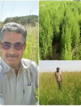 کشاورزی شورزیست راهکاری مؤثر برای افزایش تاب‌آوری کشاورزی و امنیت غذایی است.