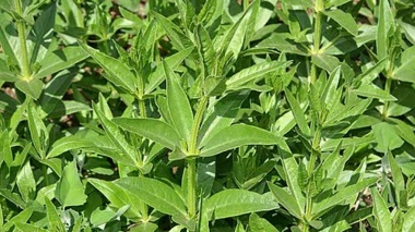 تاکید عضو هیات علمی مرکز ملی تحقیقات شوری بر نقش گیاه روناس به عنوان اصلاح کننده خاک‌های شور و سدیمی