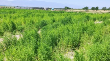 وضعیت مزرعه کوشیا در مناطق شور شهر یامچی (استان آذربایجان شرقی) در تاریخ ۵ مرداد ۱۴۰۵