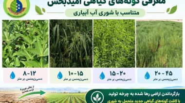گامی نو در مدیریت بحران آب و خاک؛ از یزد، گونه‌های گیاهی امیدبخش برای احیای اراضی شور کشور معرفی شد