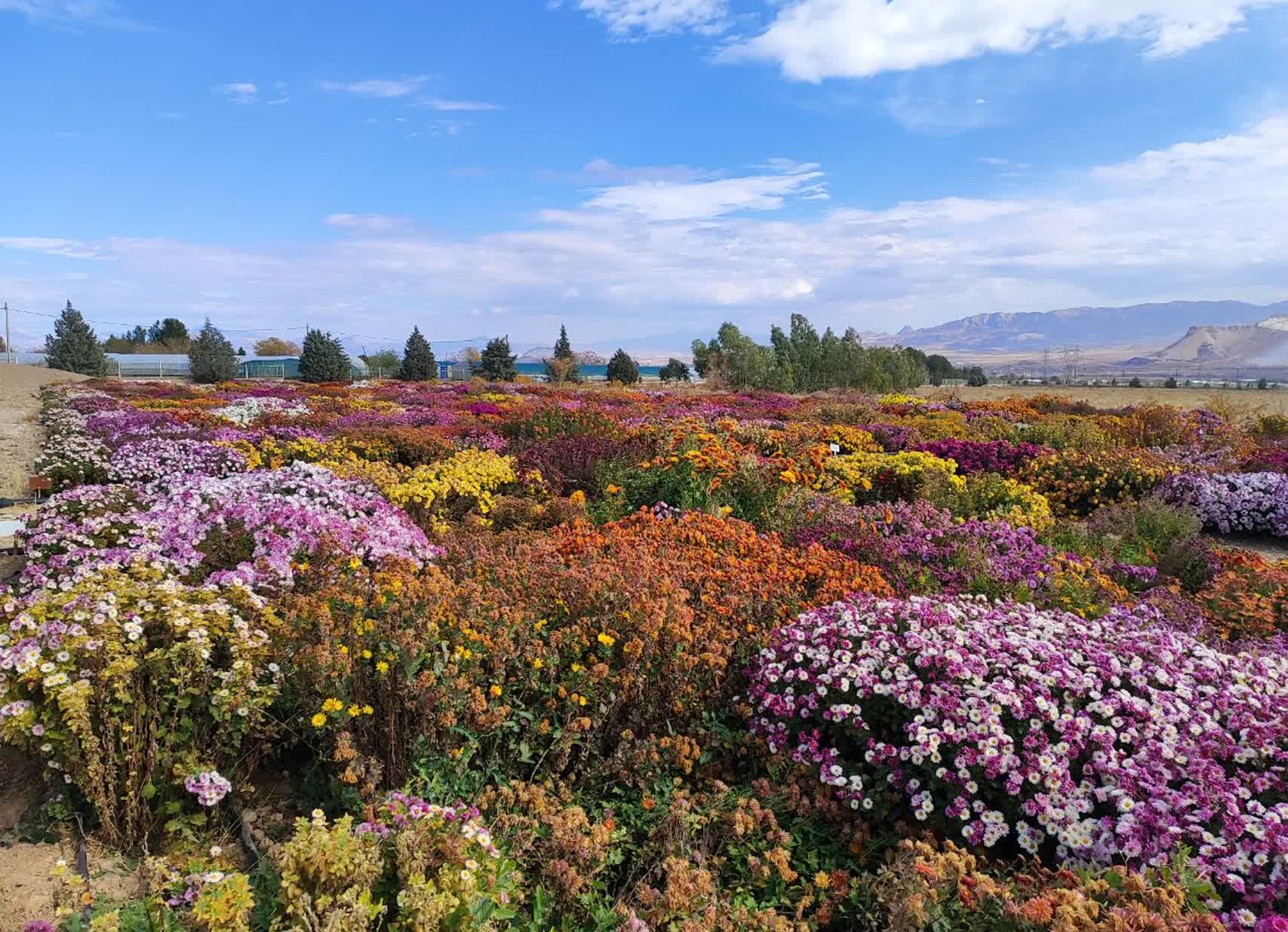 جشنواره گل‌های داودی