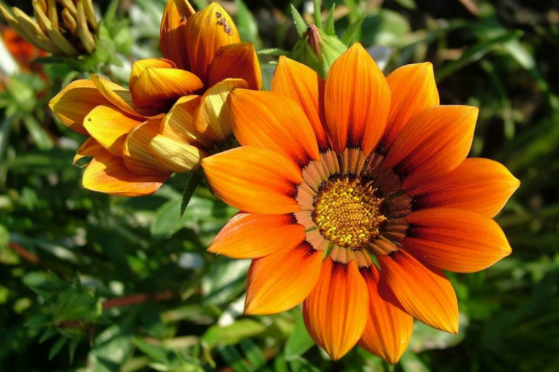 فضای سبز