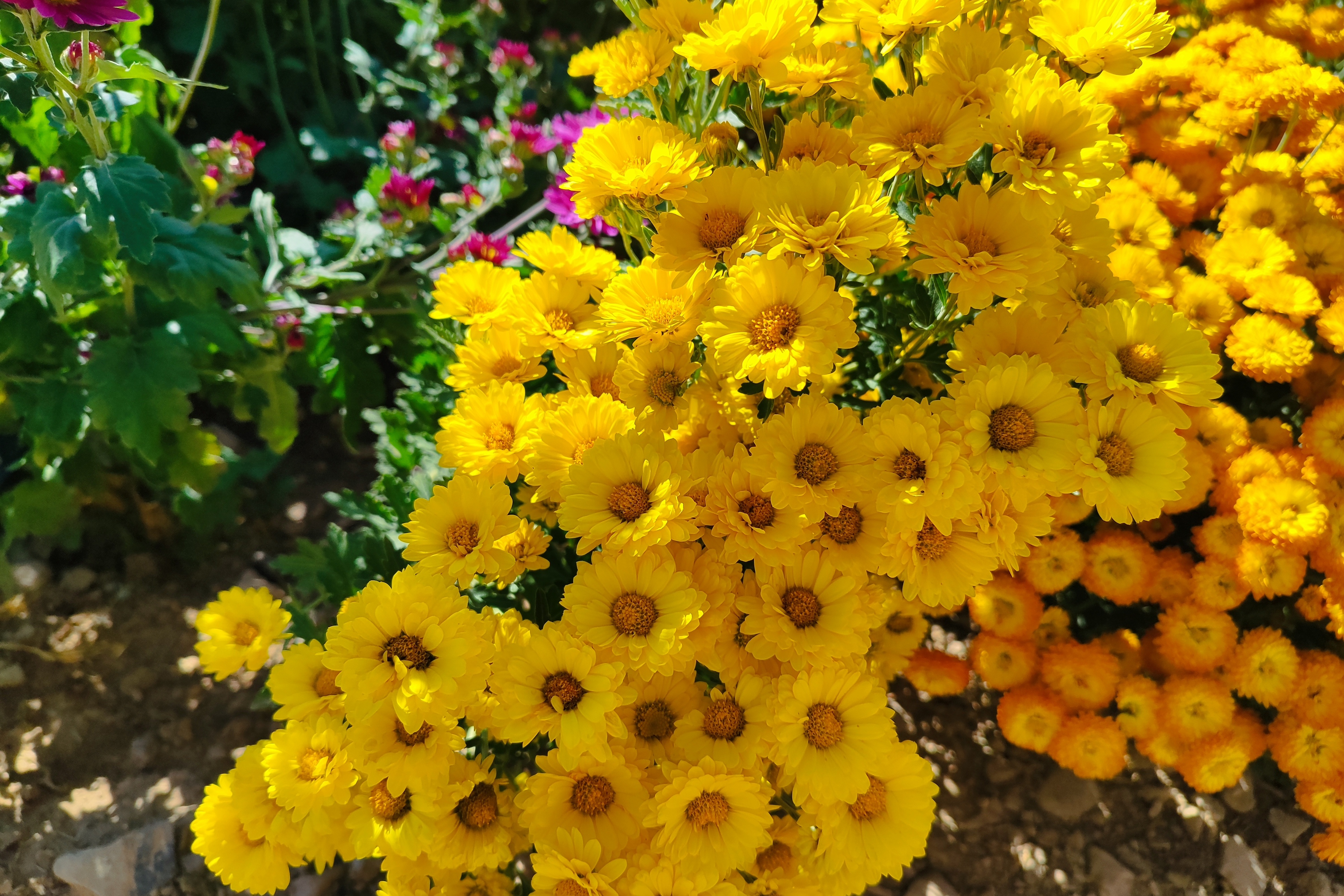 جشنواره گل‌های داودی