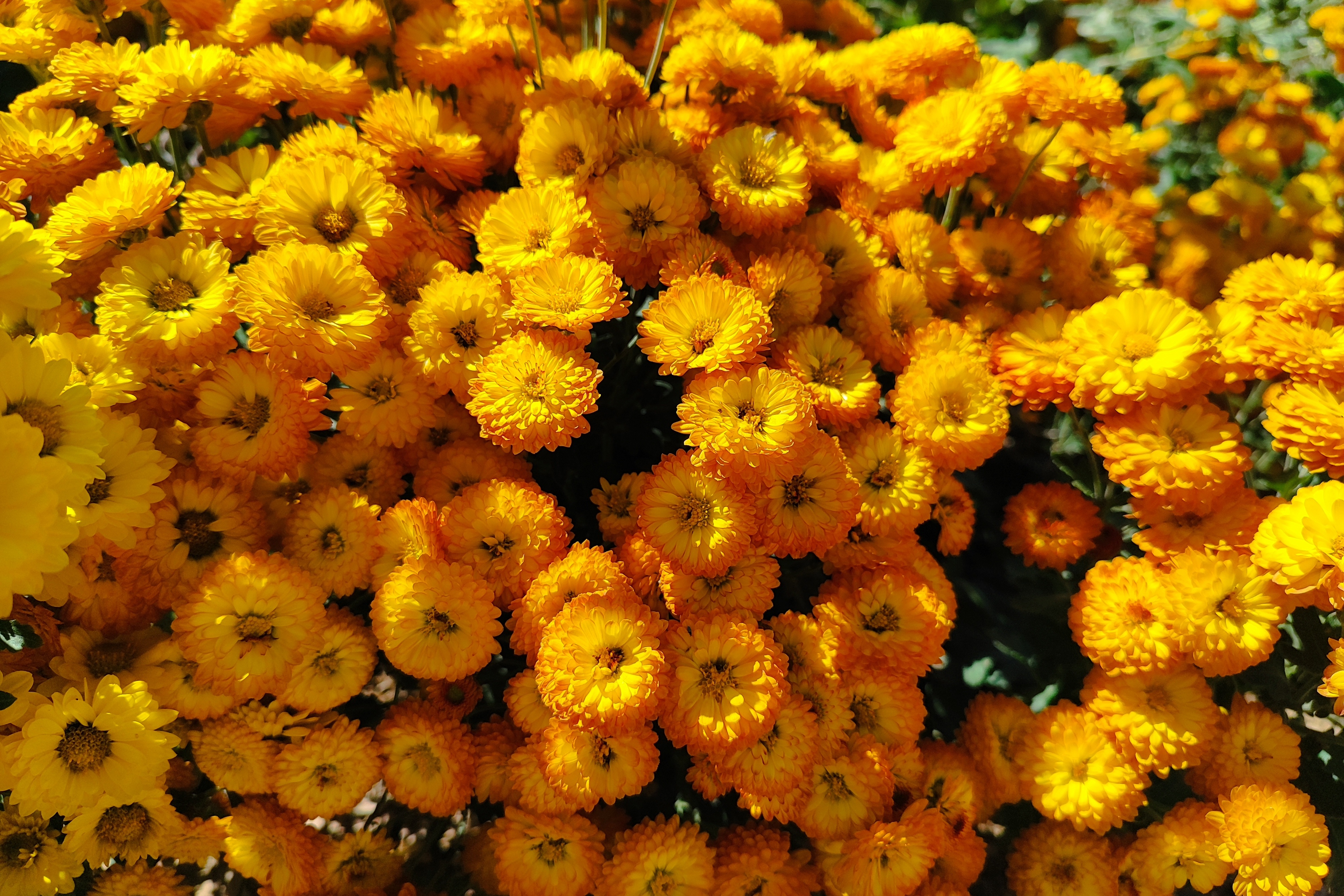 جشنواره گل‌های داودی