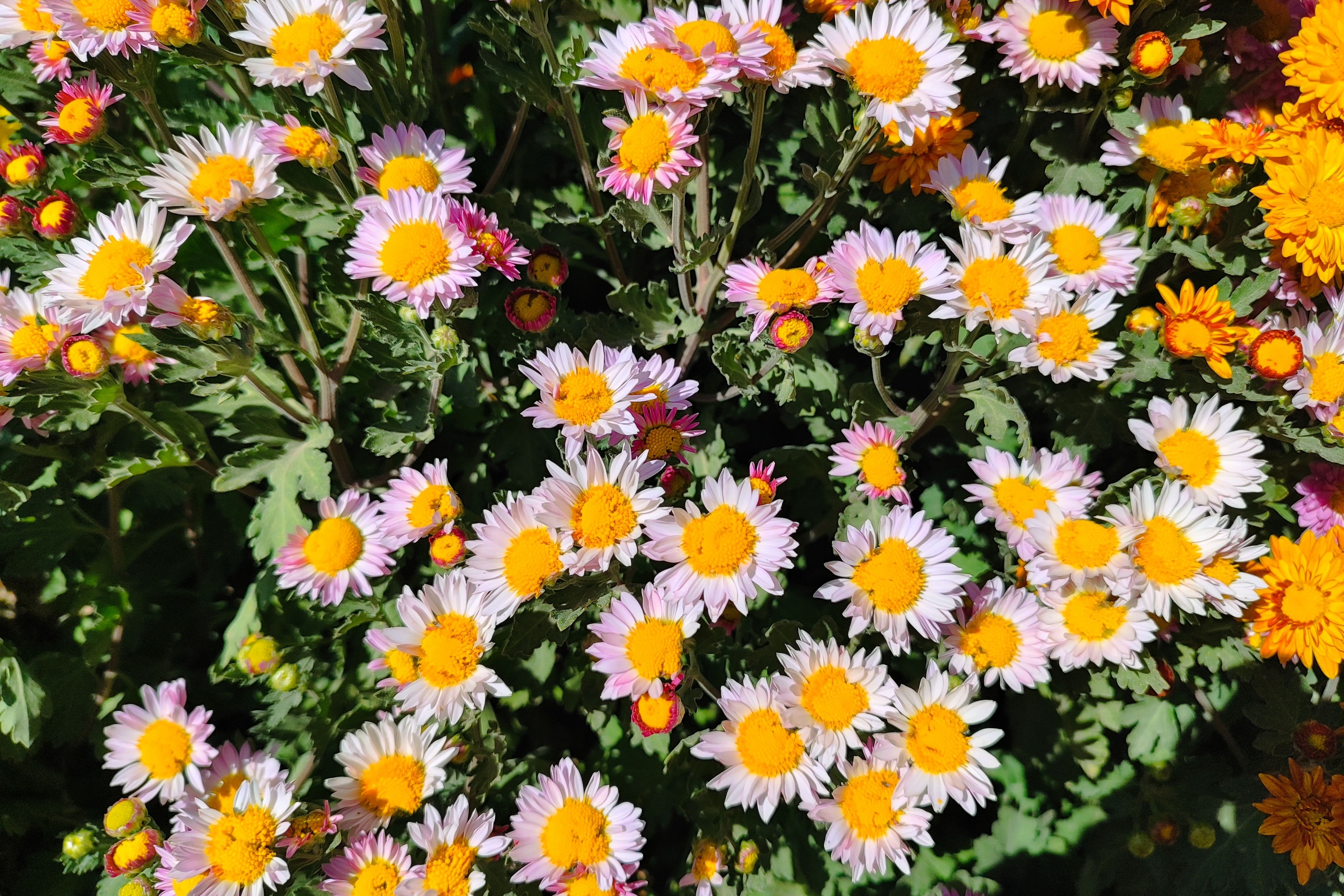 جشنواره گل‌های داودی