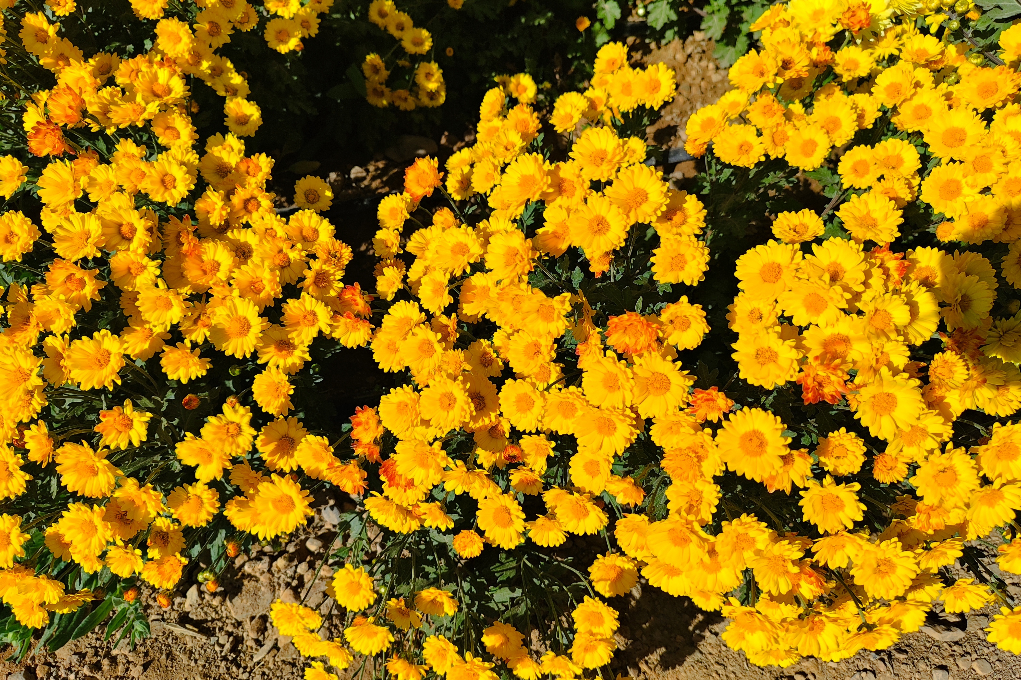 جشنواره گل‌های داودی
