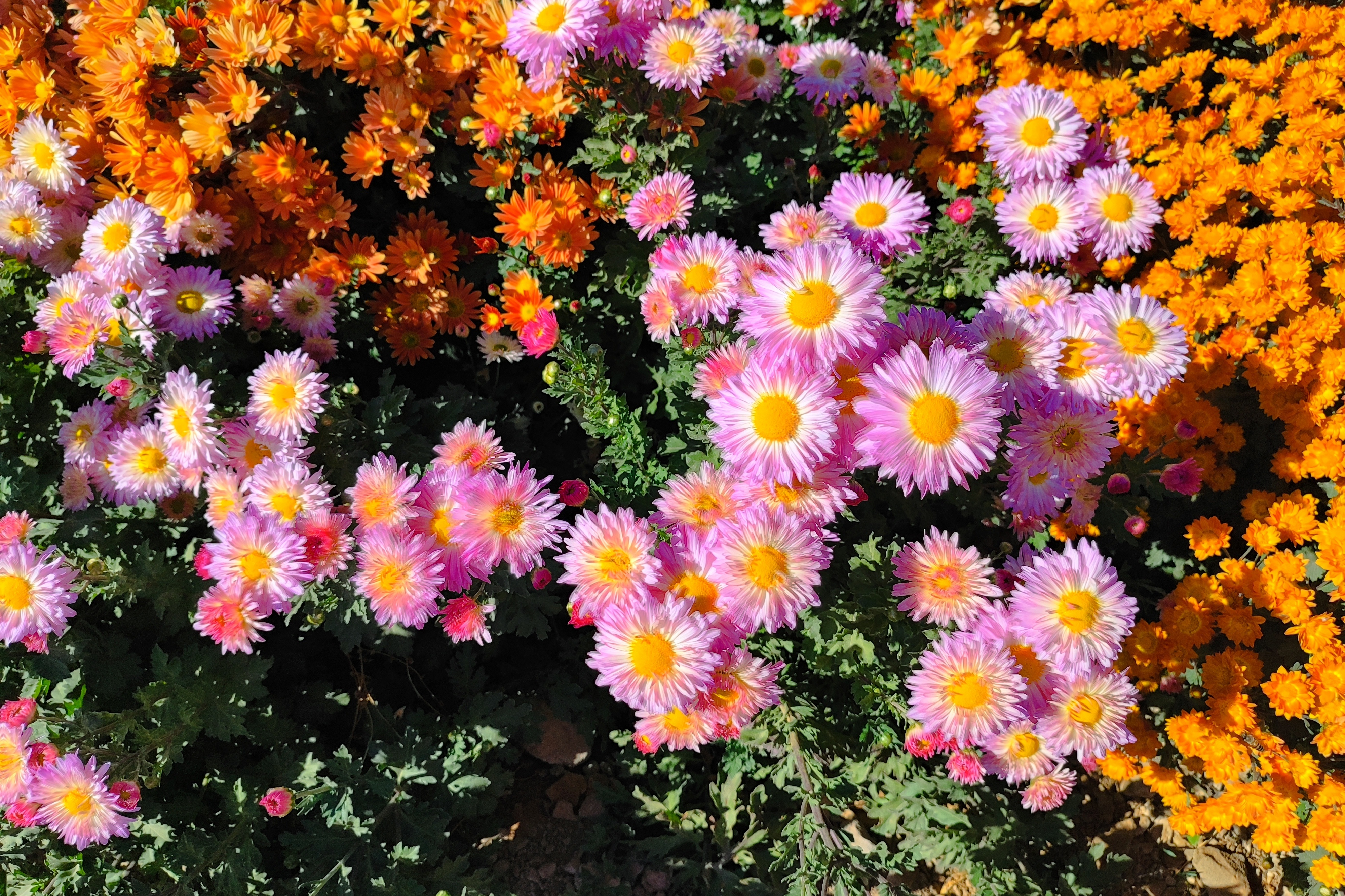 جشنواره گل‌های داودی