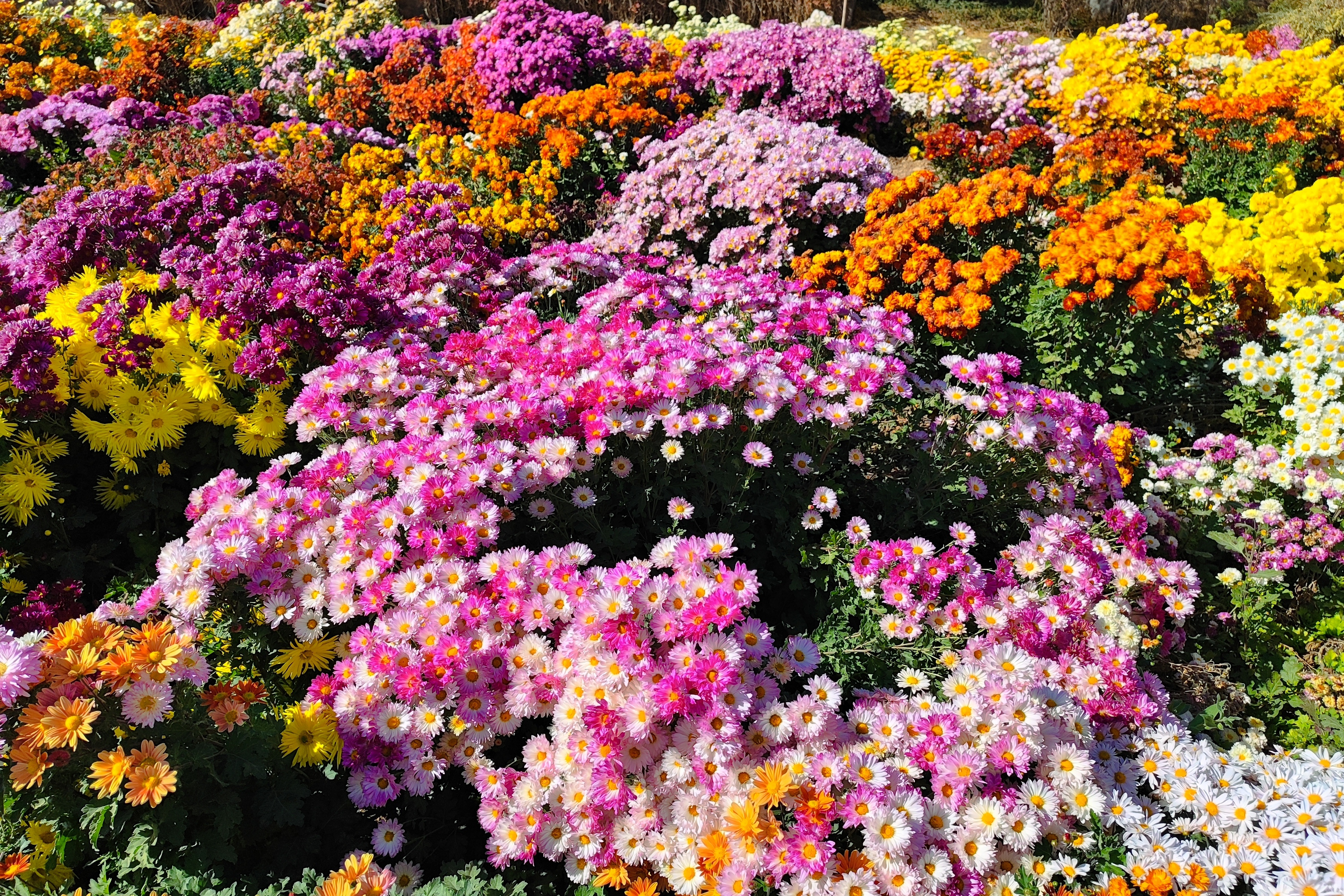 جشنواره گل‌های داودی