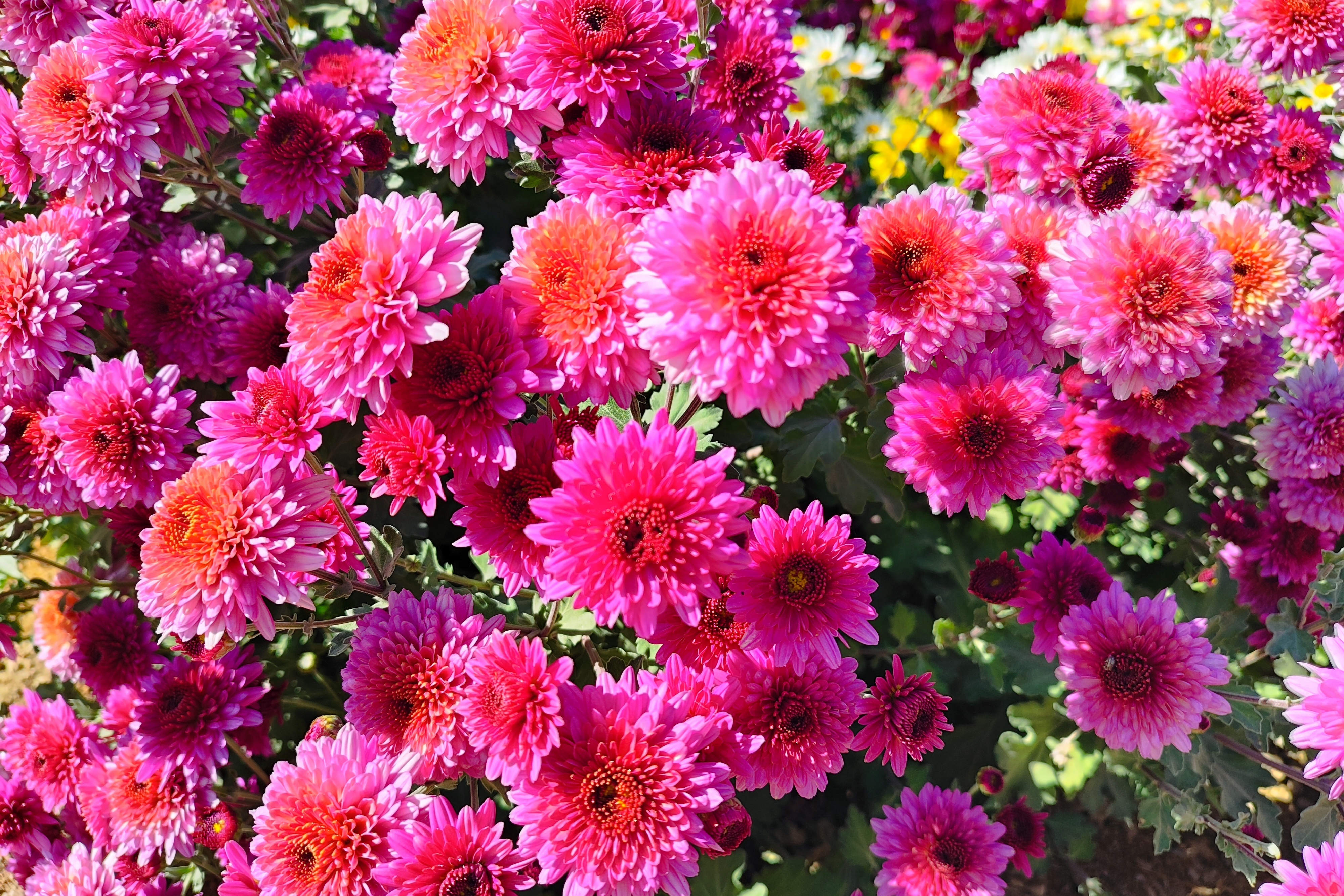 جشنواره گل‌های داودی