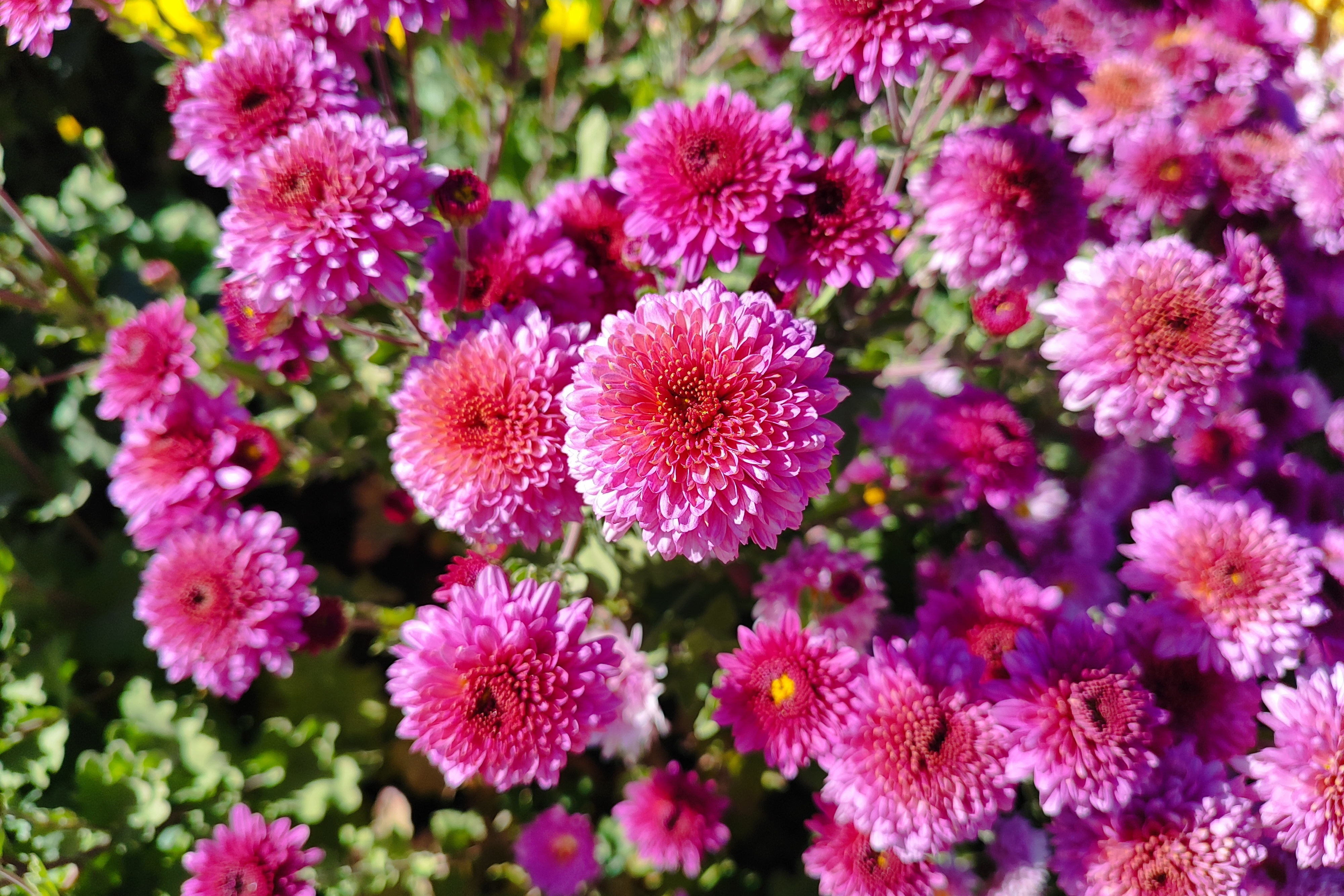 جشنواره گل‌های داودی