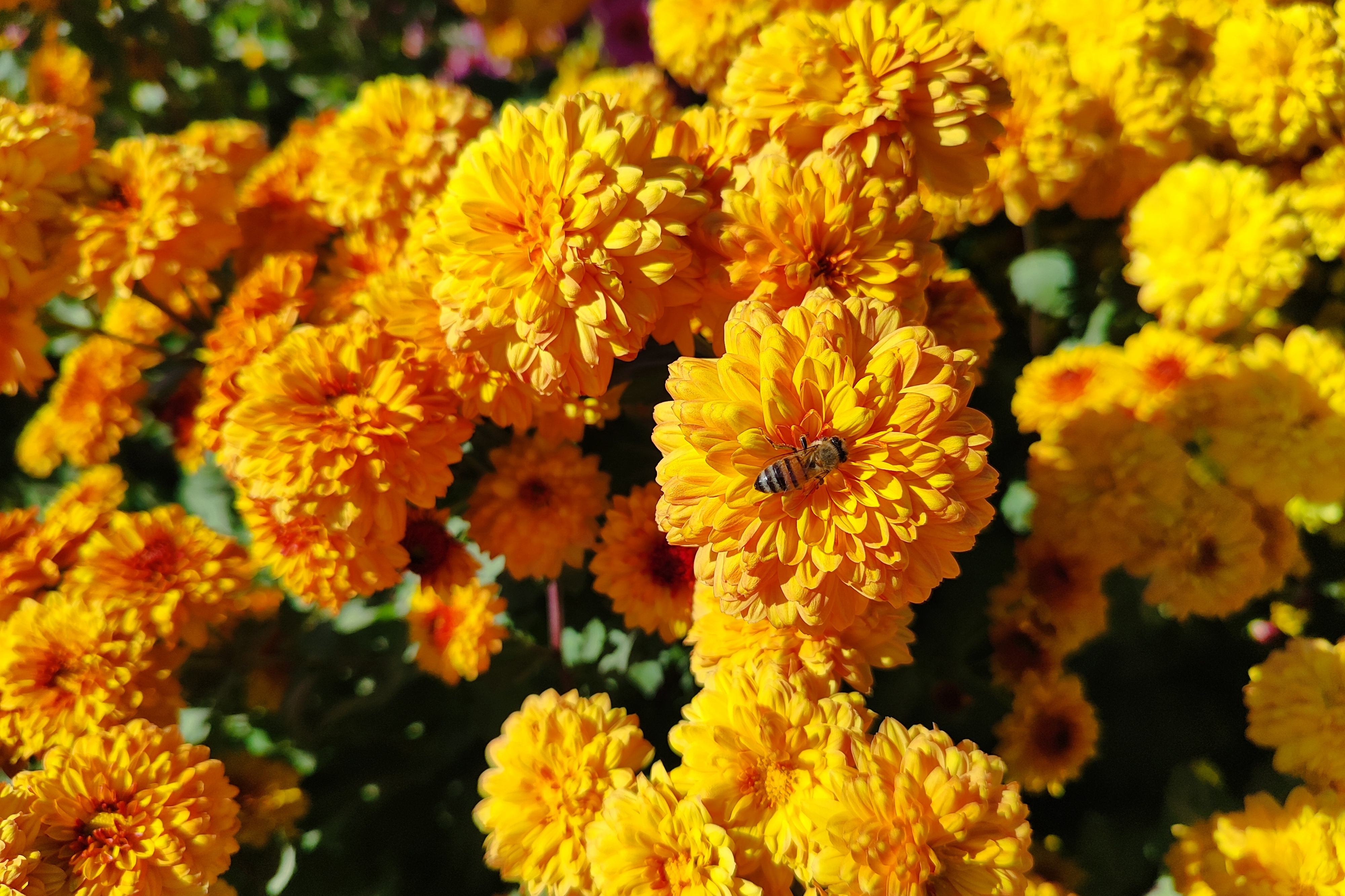 جشنواره گل‌های داودی