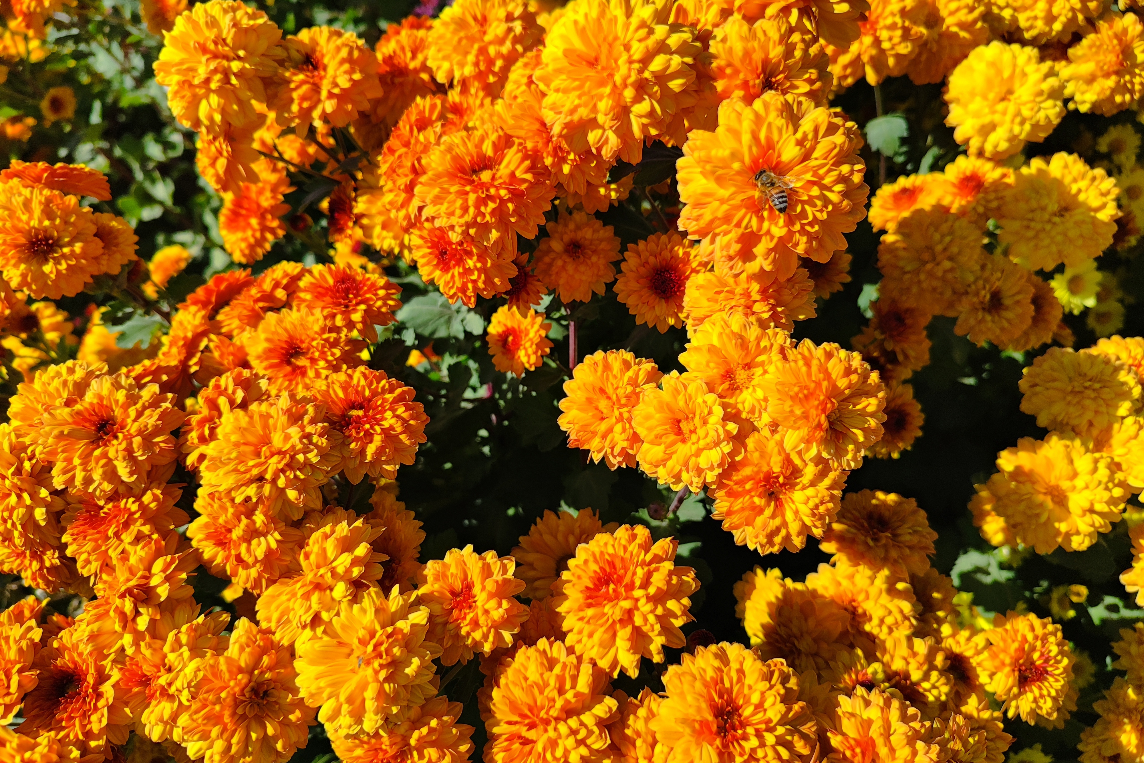 جشنواره گل‌های داودی