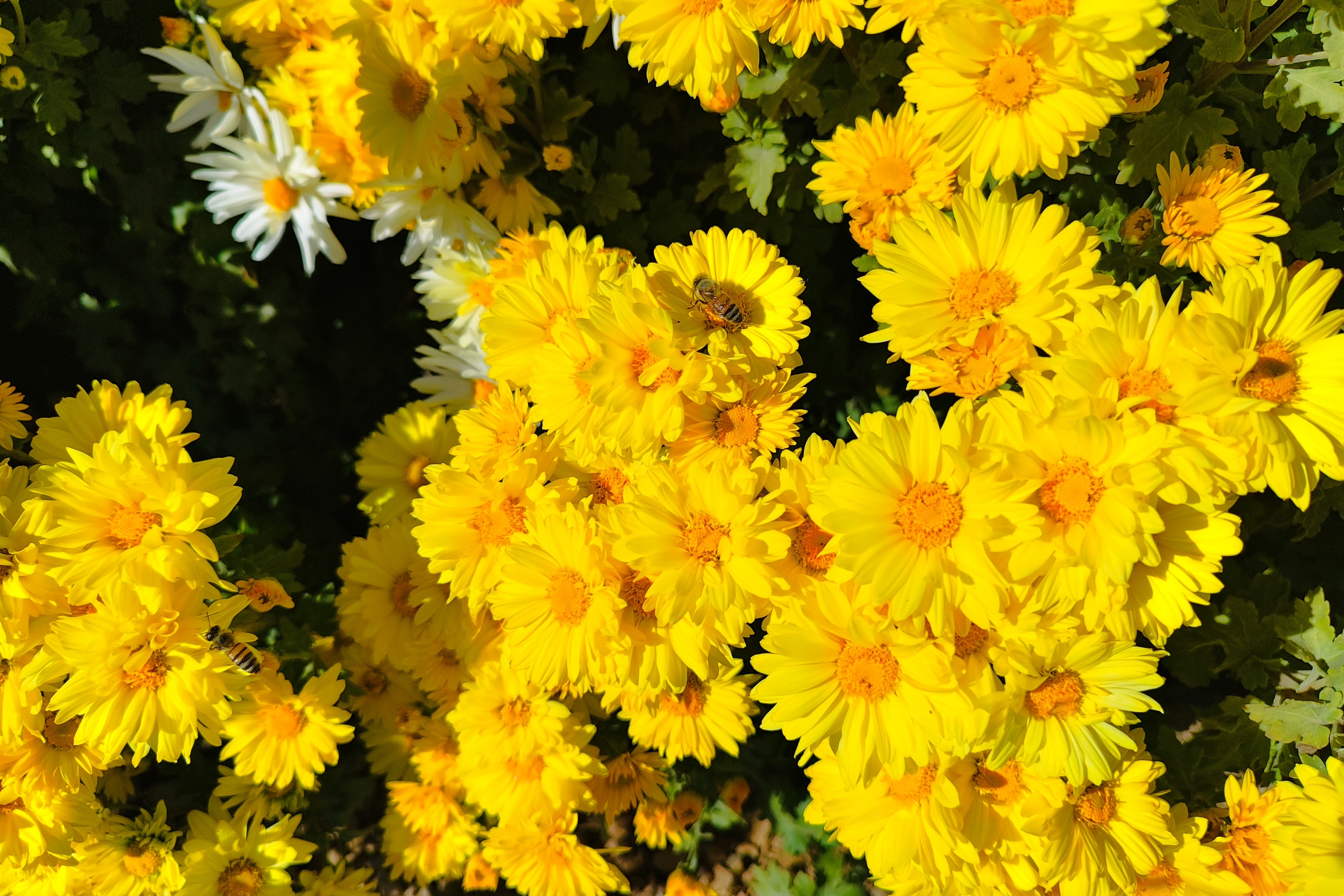 جشنواره گل‌های داودی