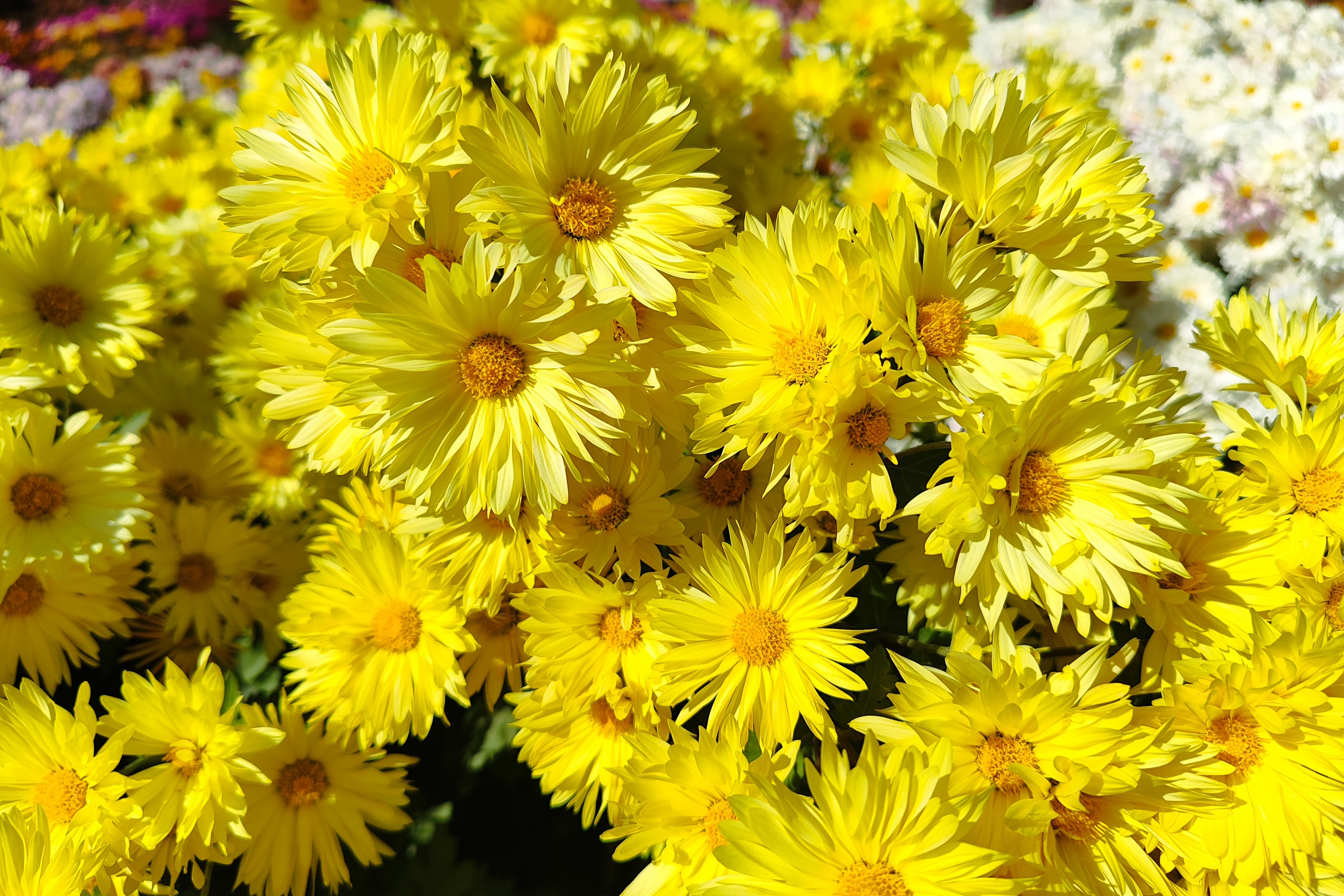 جشنواره گل‌های داودی