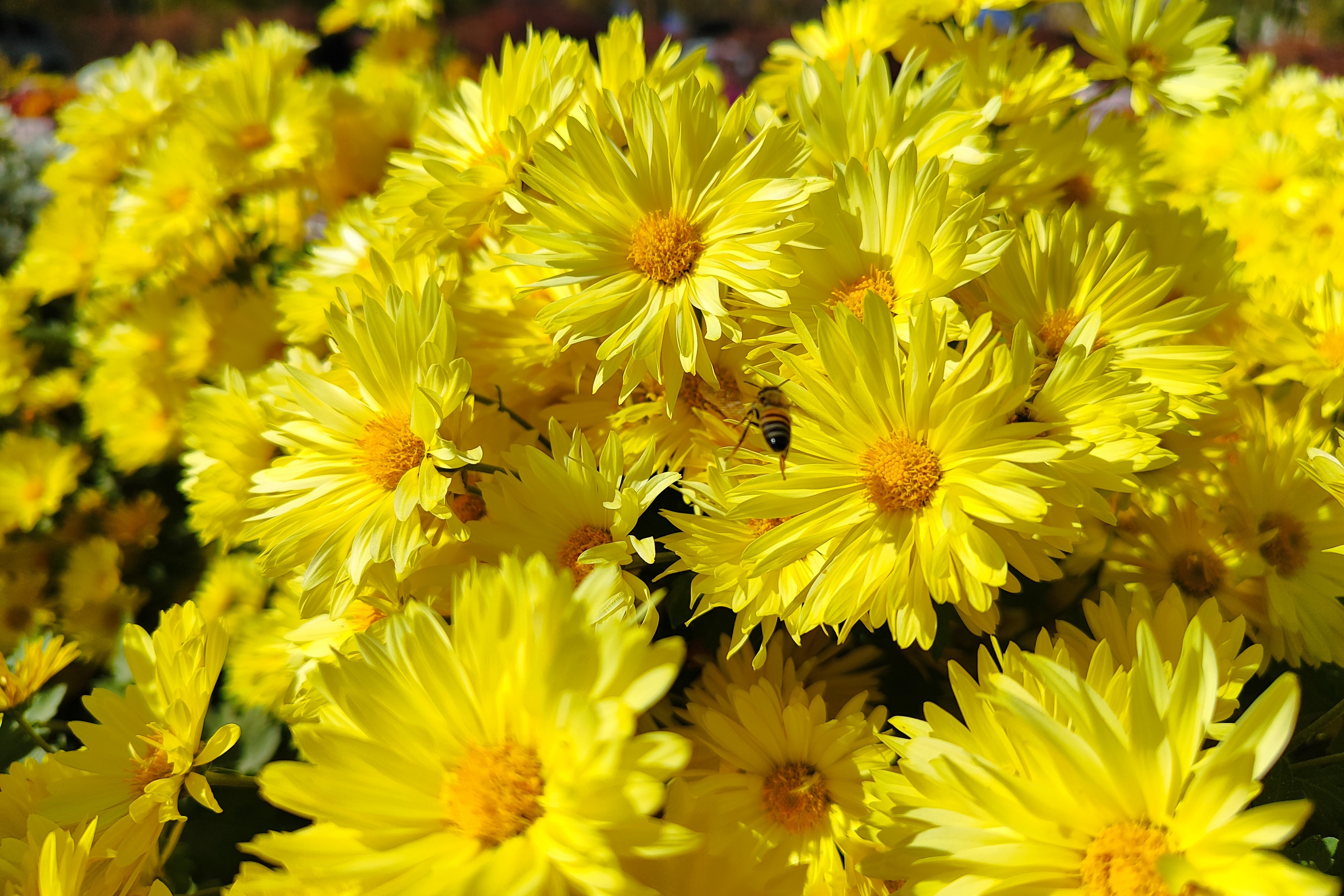 جشنواره گل‌های داودی