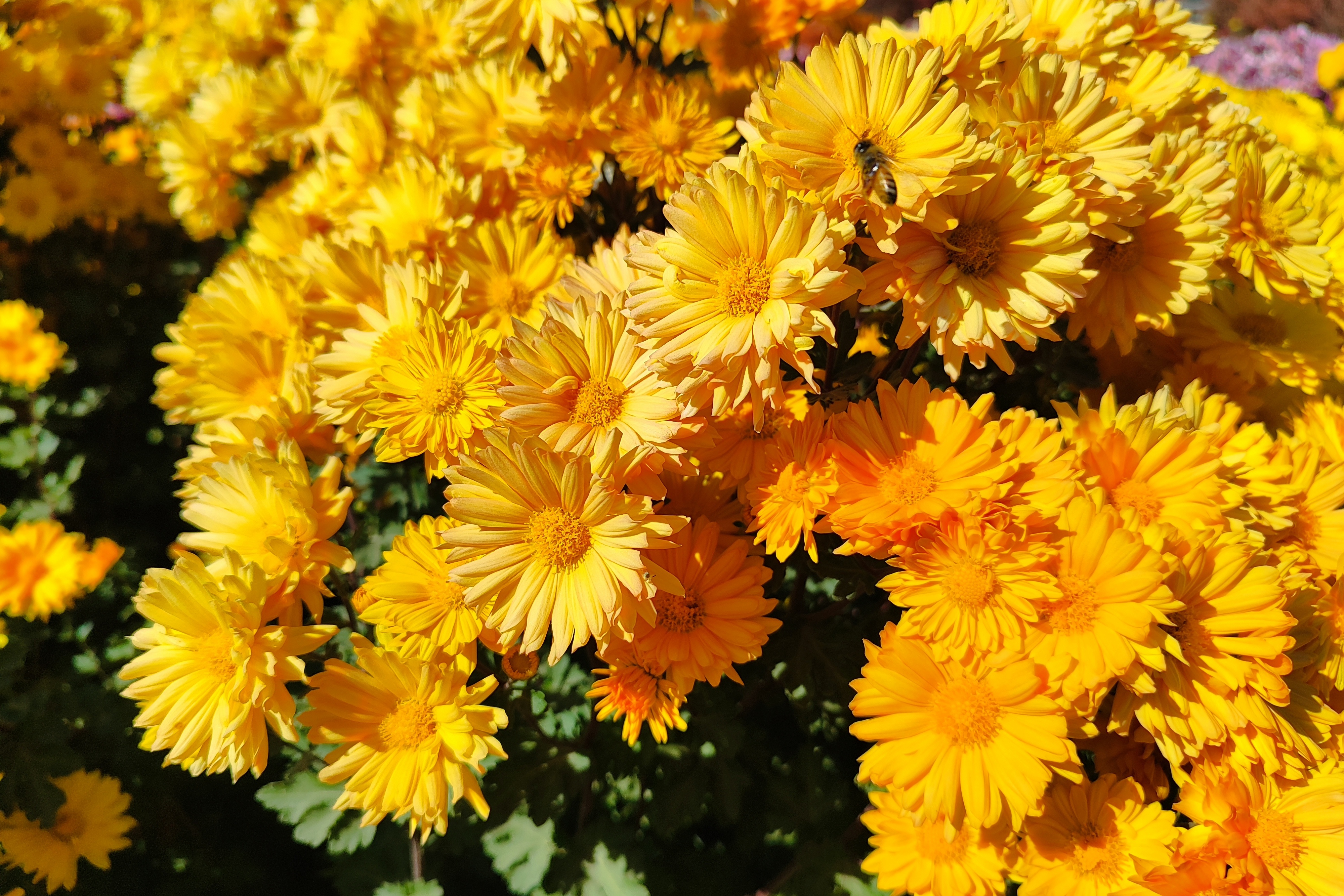 جشنواره گل‌های داودی