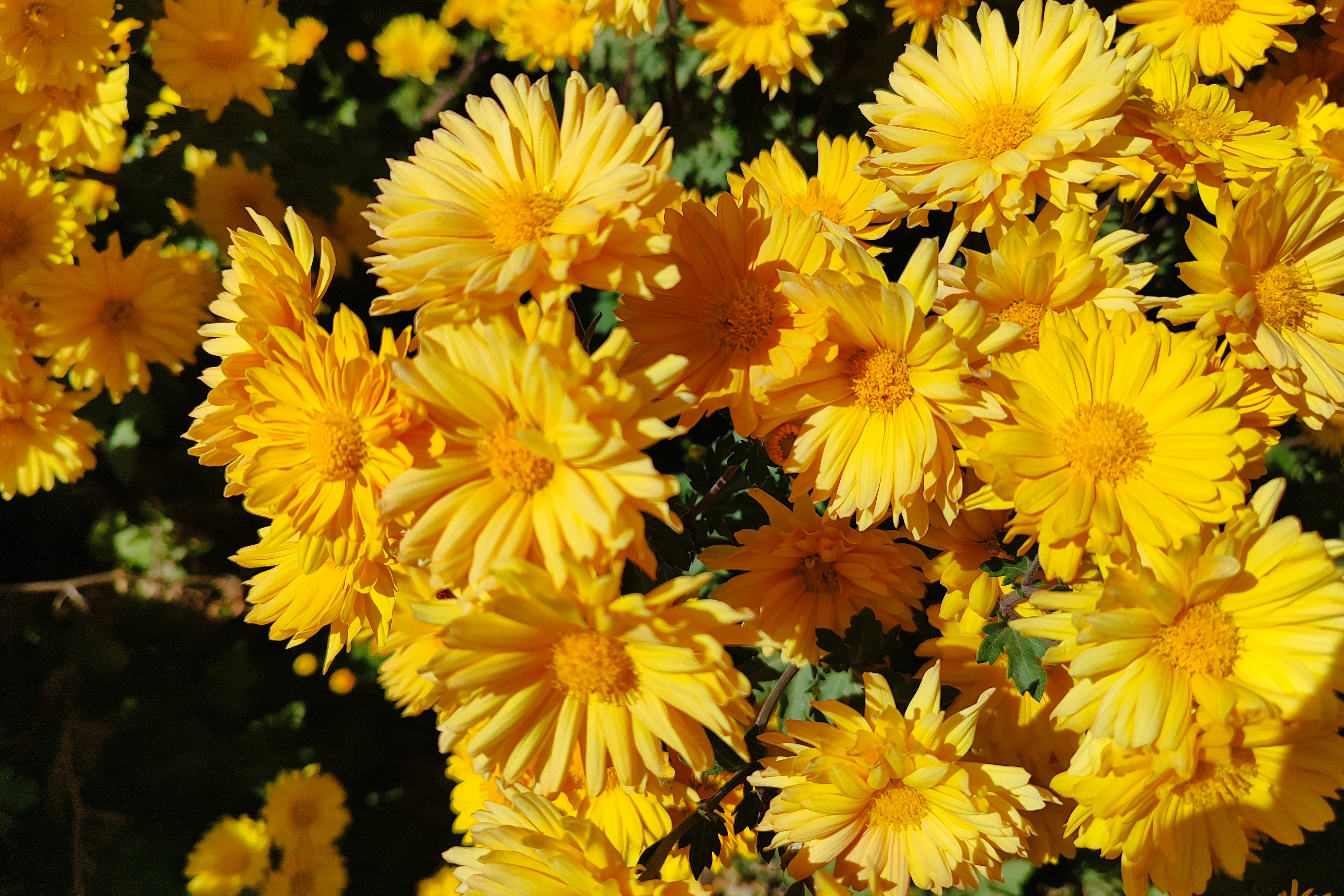 جشنواره گل‌های داودی
