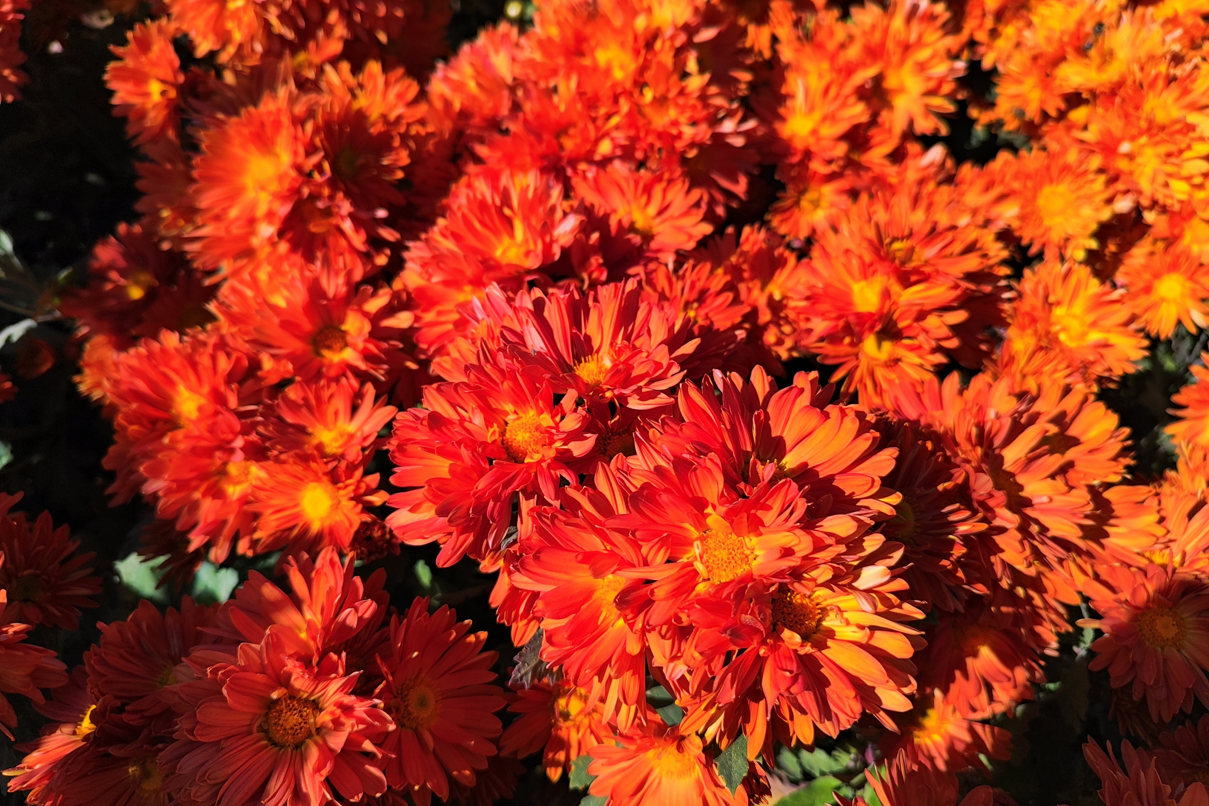 جشنواره گل‌های داودی