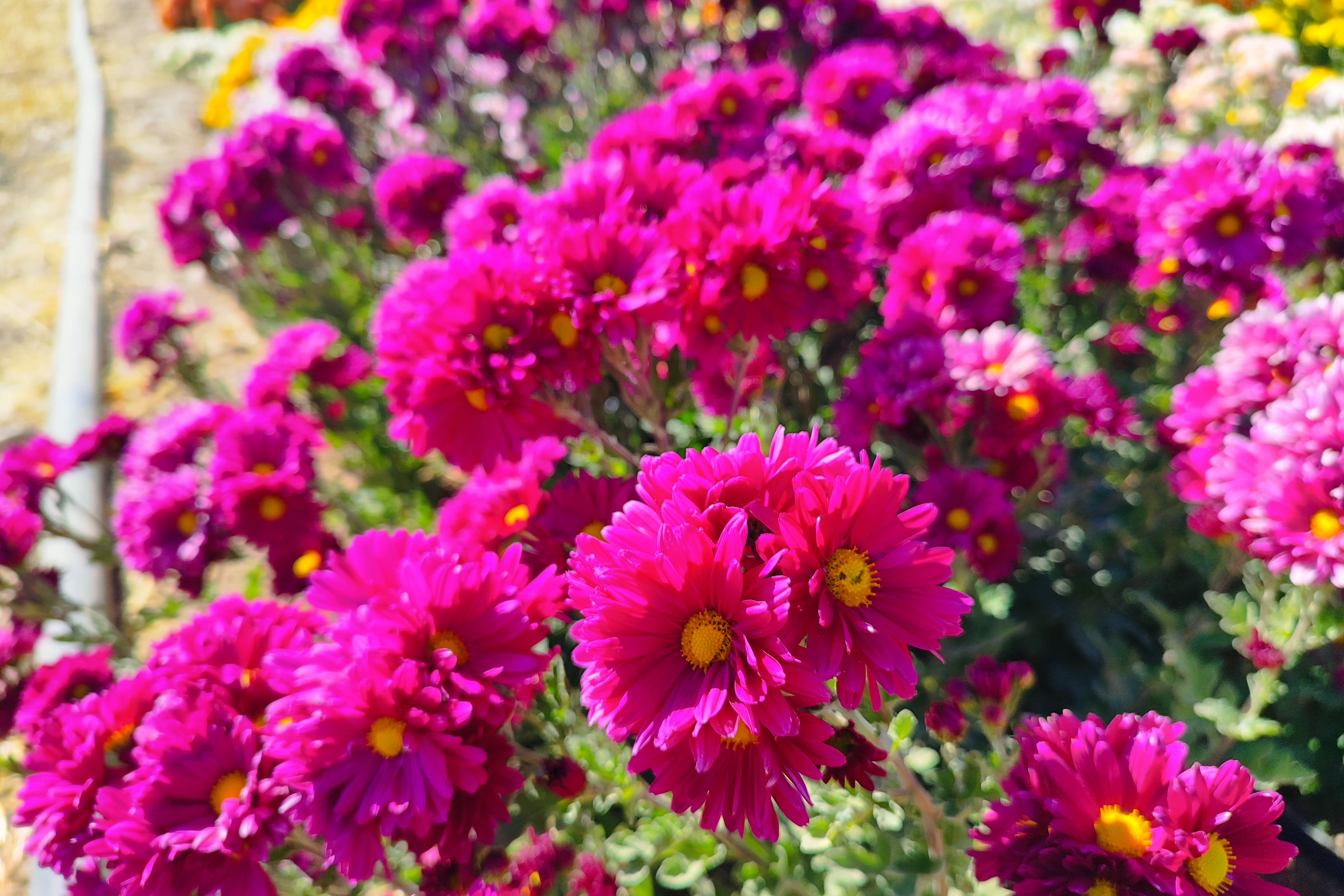 جشنواره گل‌های داودی