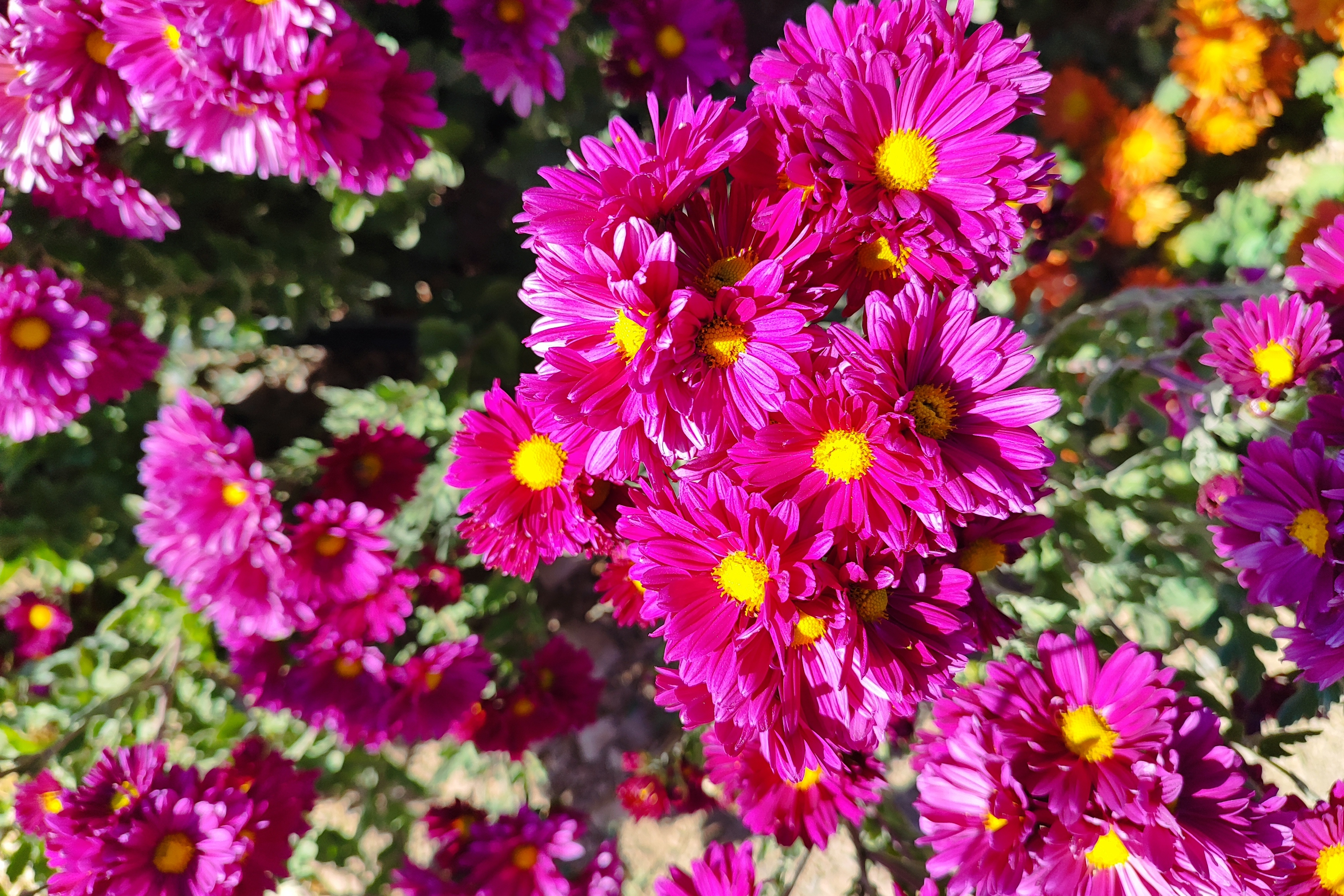 جشنواره گل‌های داودی