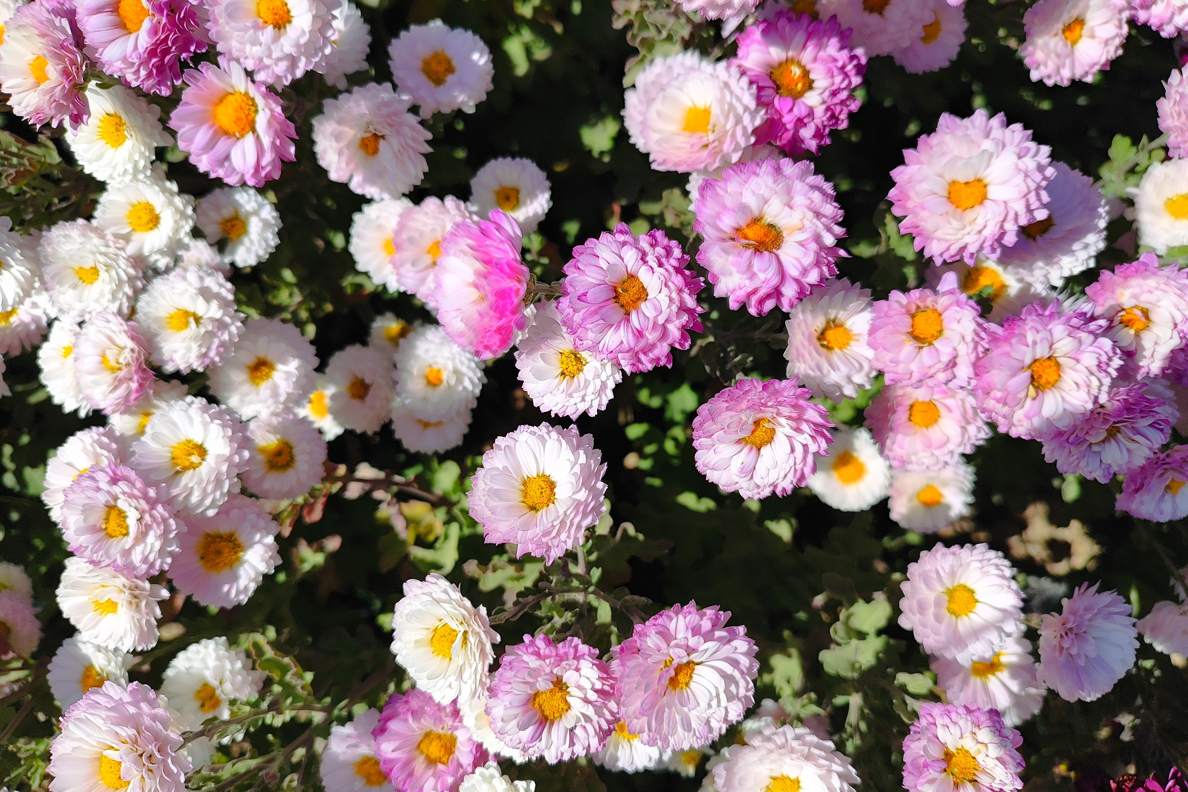 جشنواره گل‌های داودی