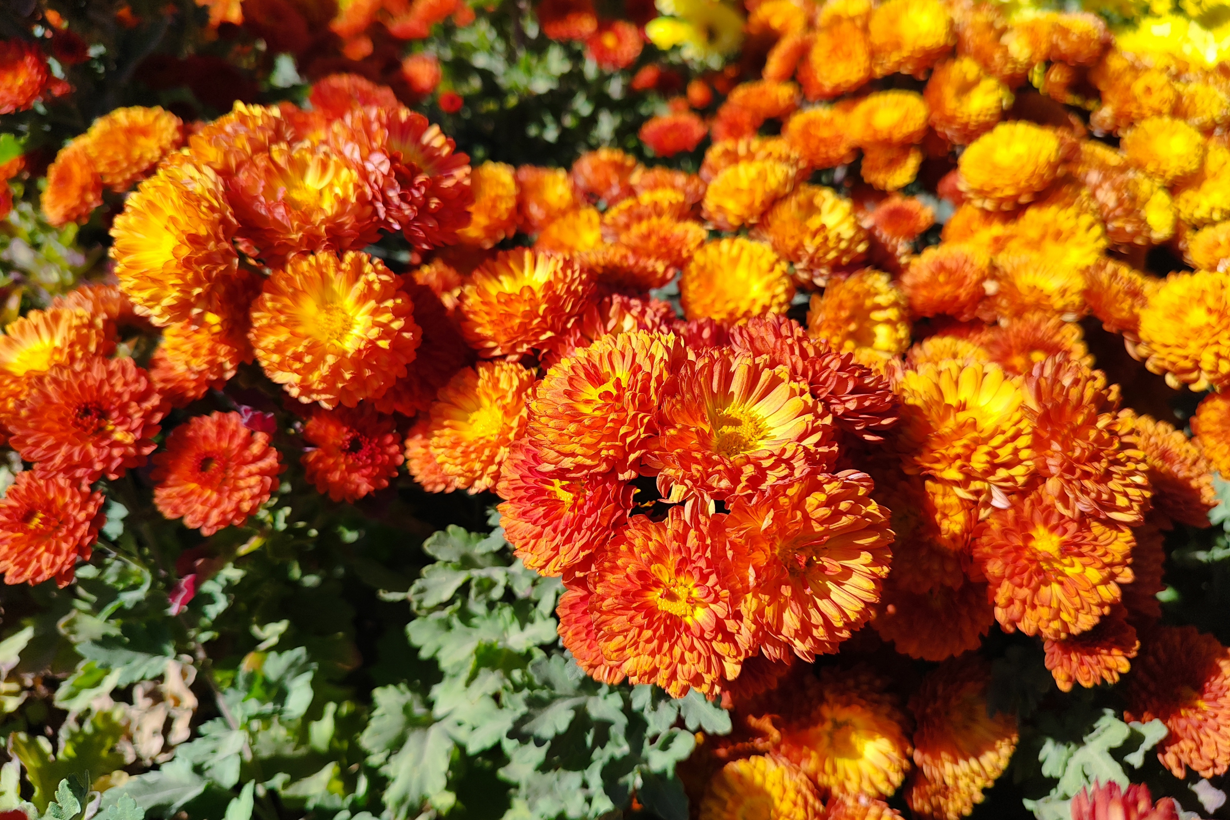 جشنواره گل‌های داودی