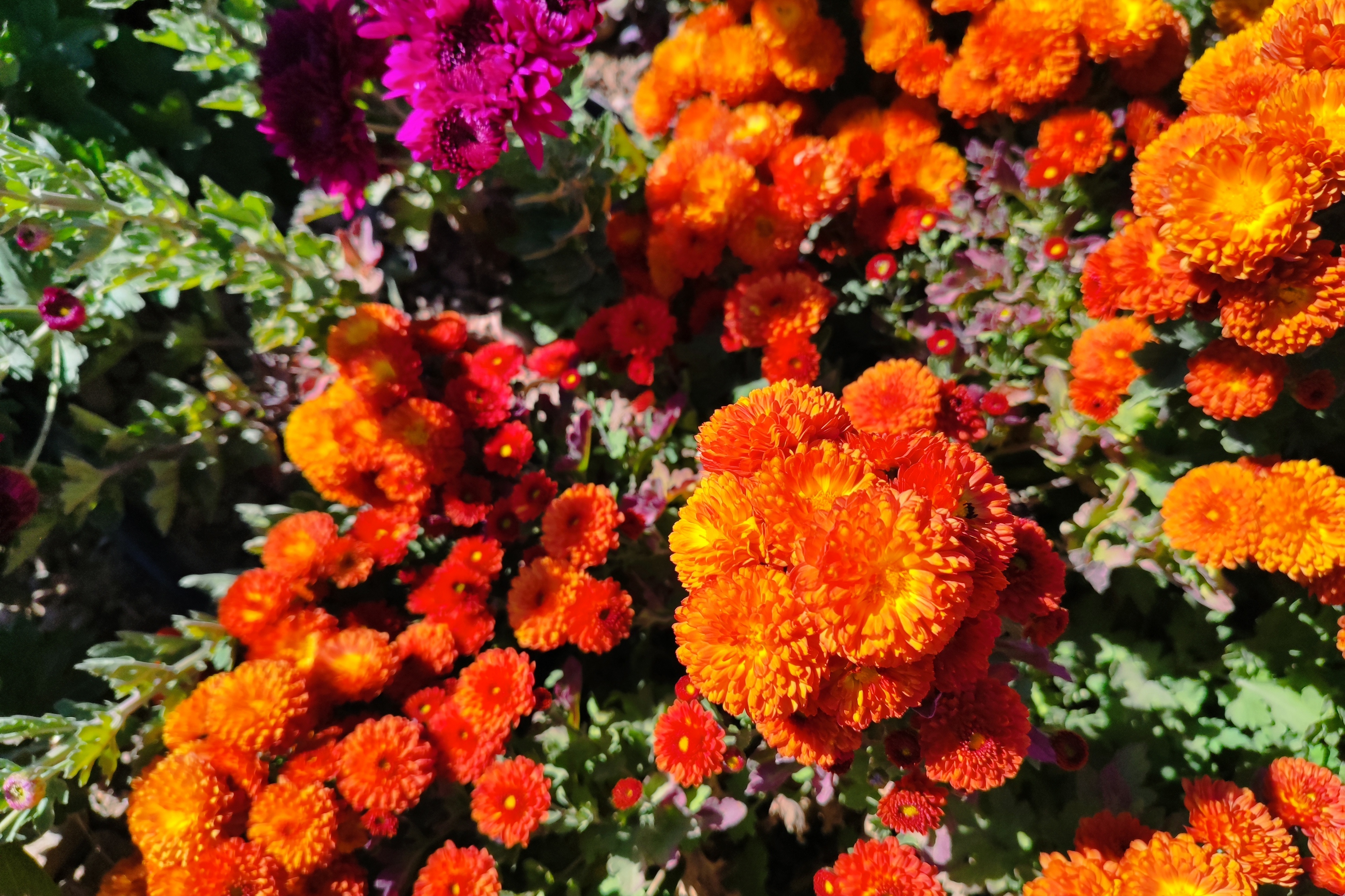 جشنواره گل‌های داودی