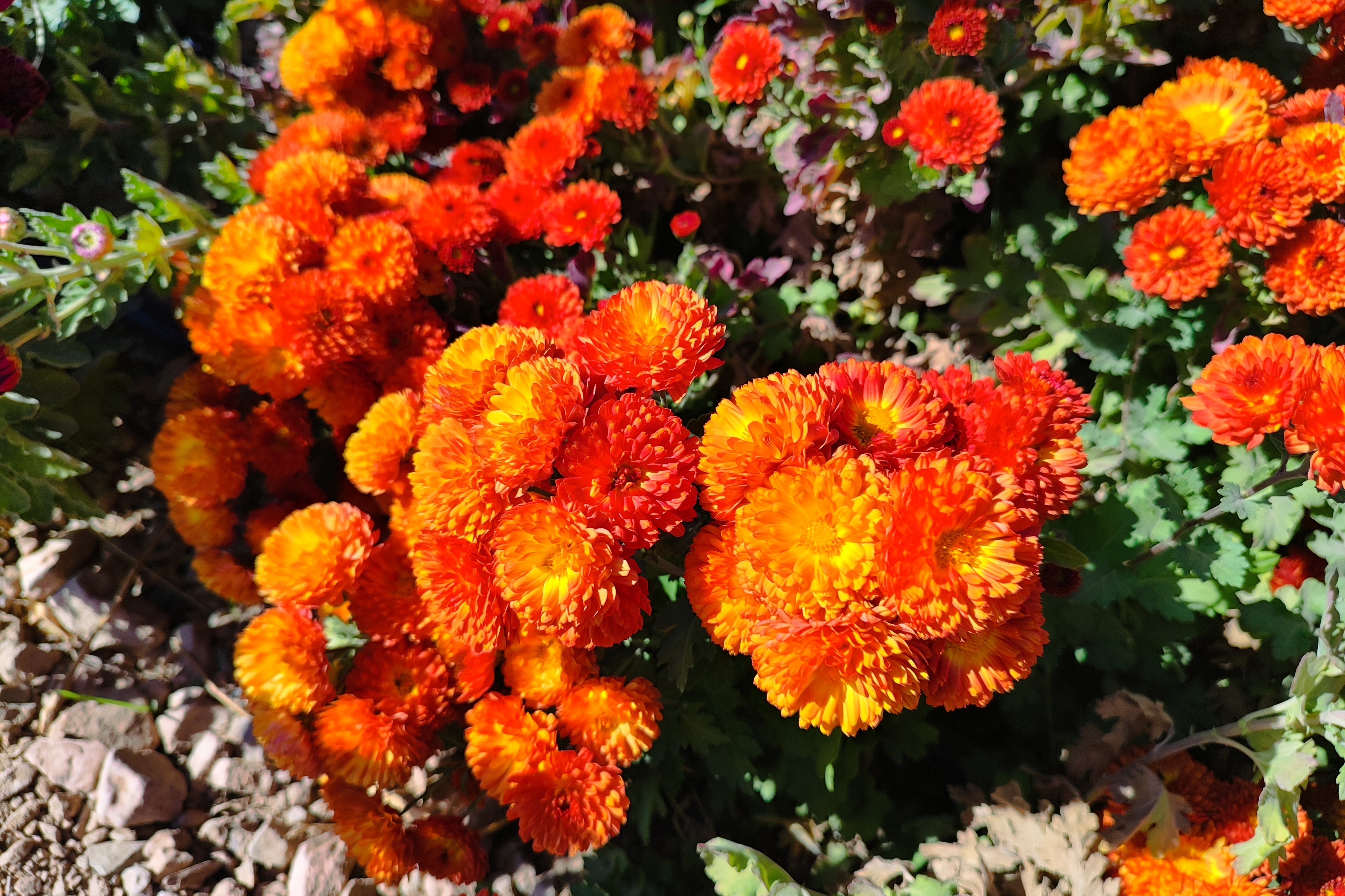 جشنواره گل‌های داودی