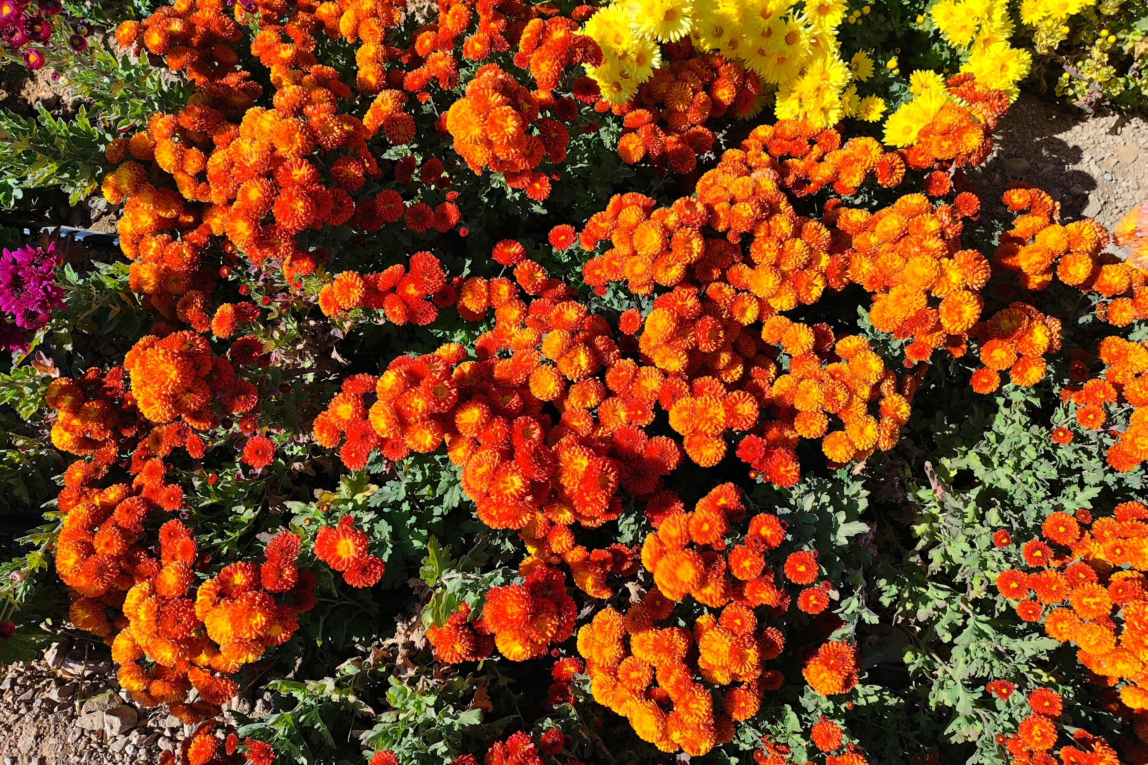جشنواره گل‌های داودی