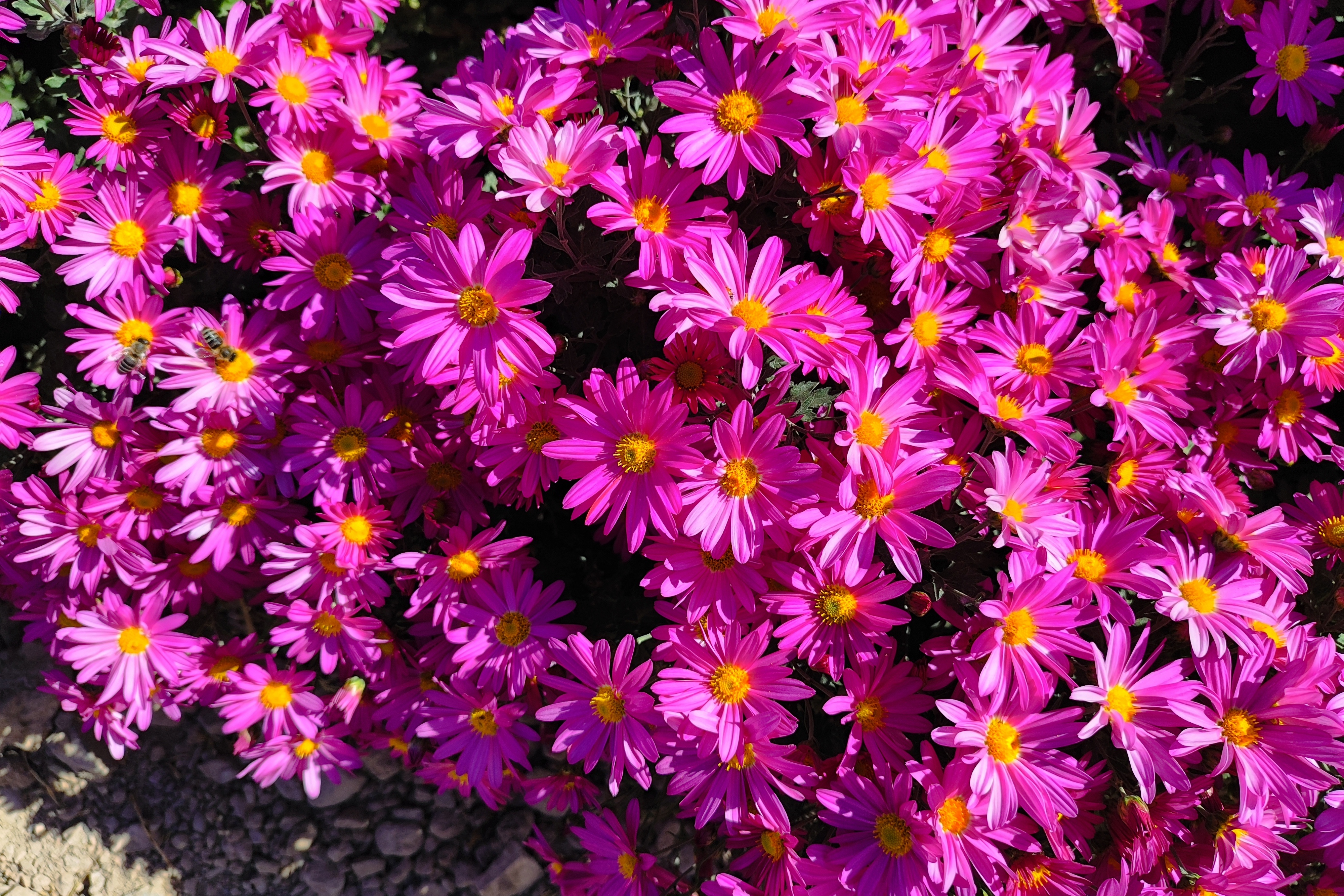 جشنواره گل‌های داودی