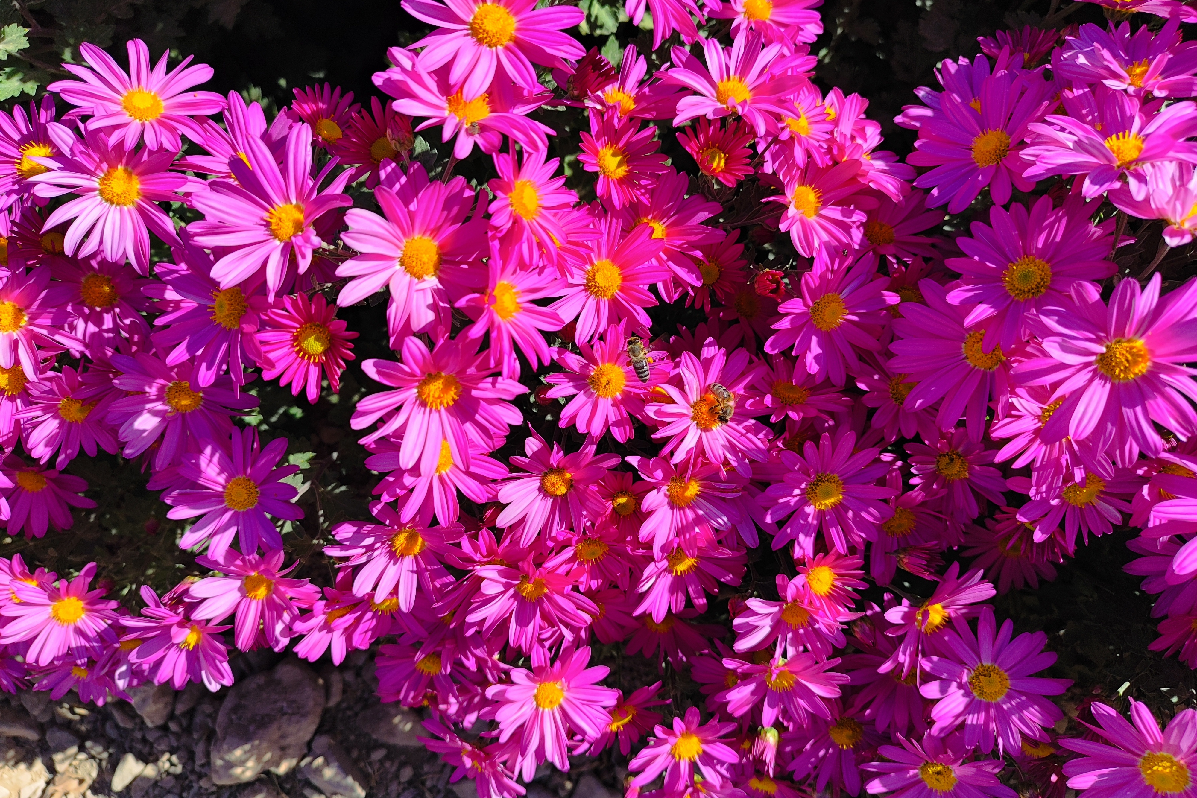 جشنواره گل‌های داودی