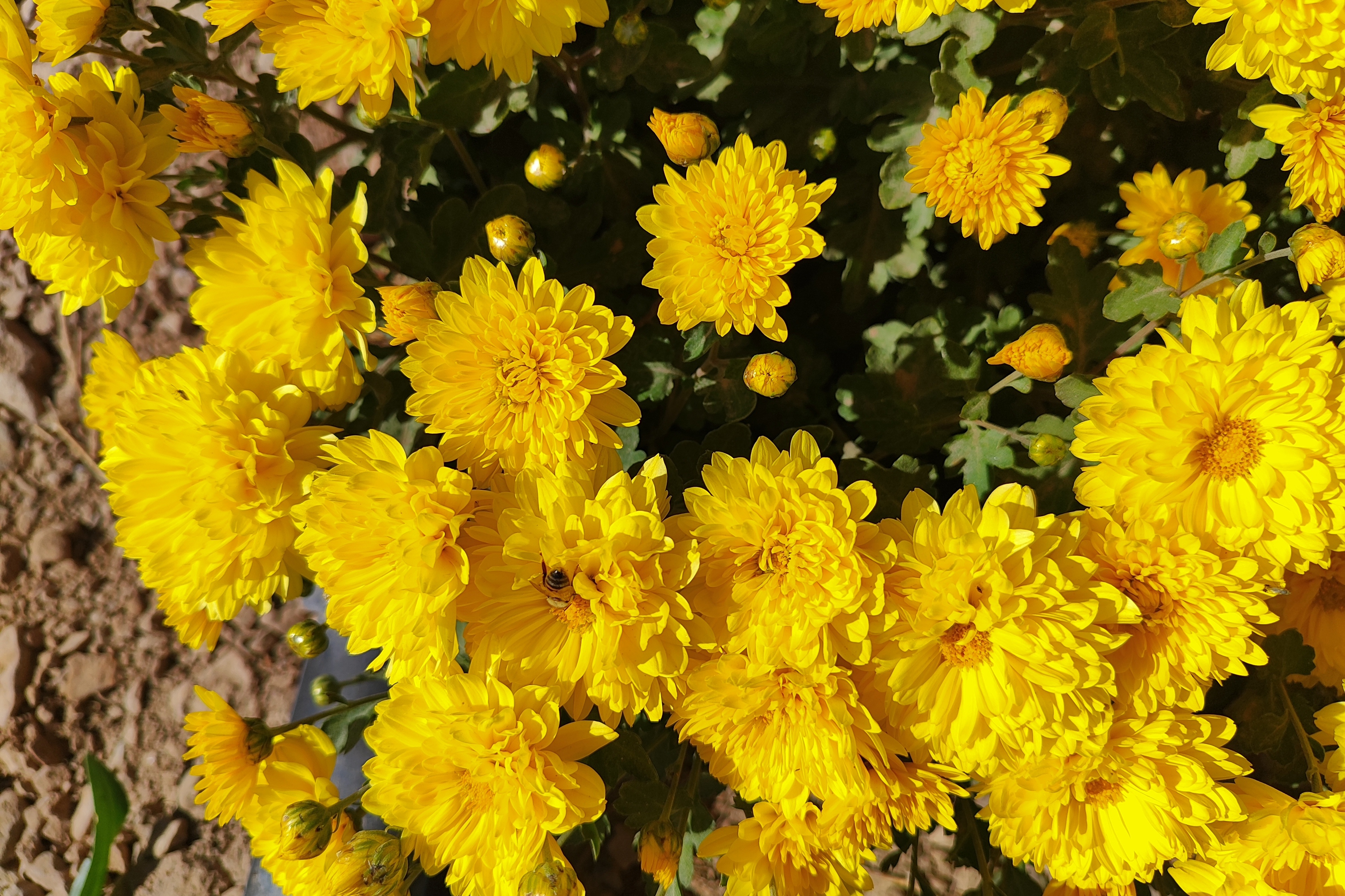جشنواره گل‌های داودی