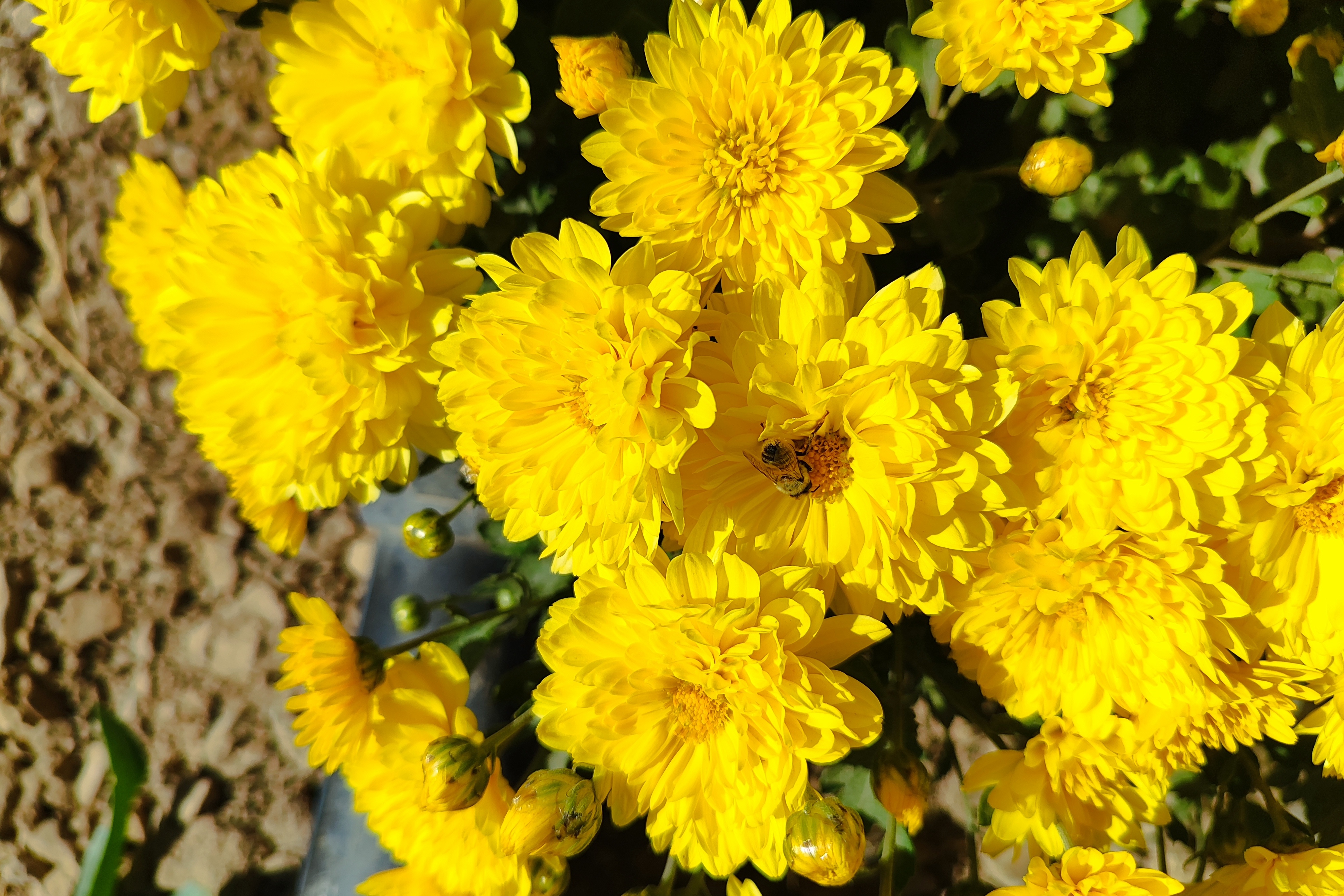 جشنواره گل‌های داودی