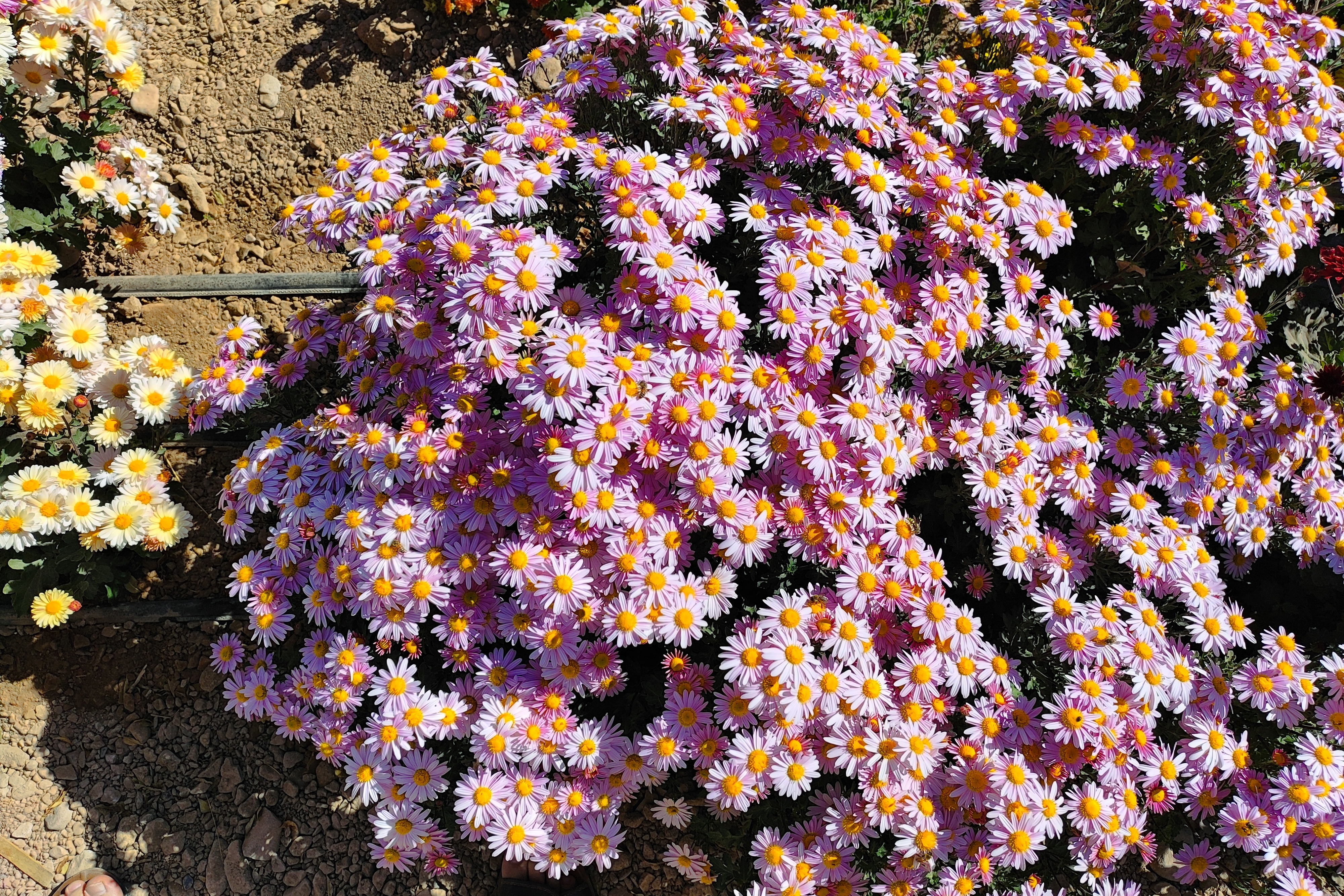 جشنواره گل‌های داودی