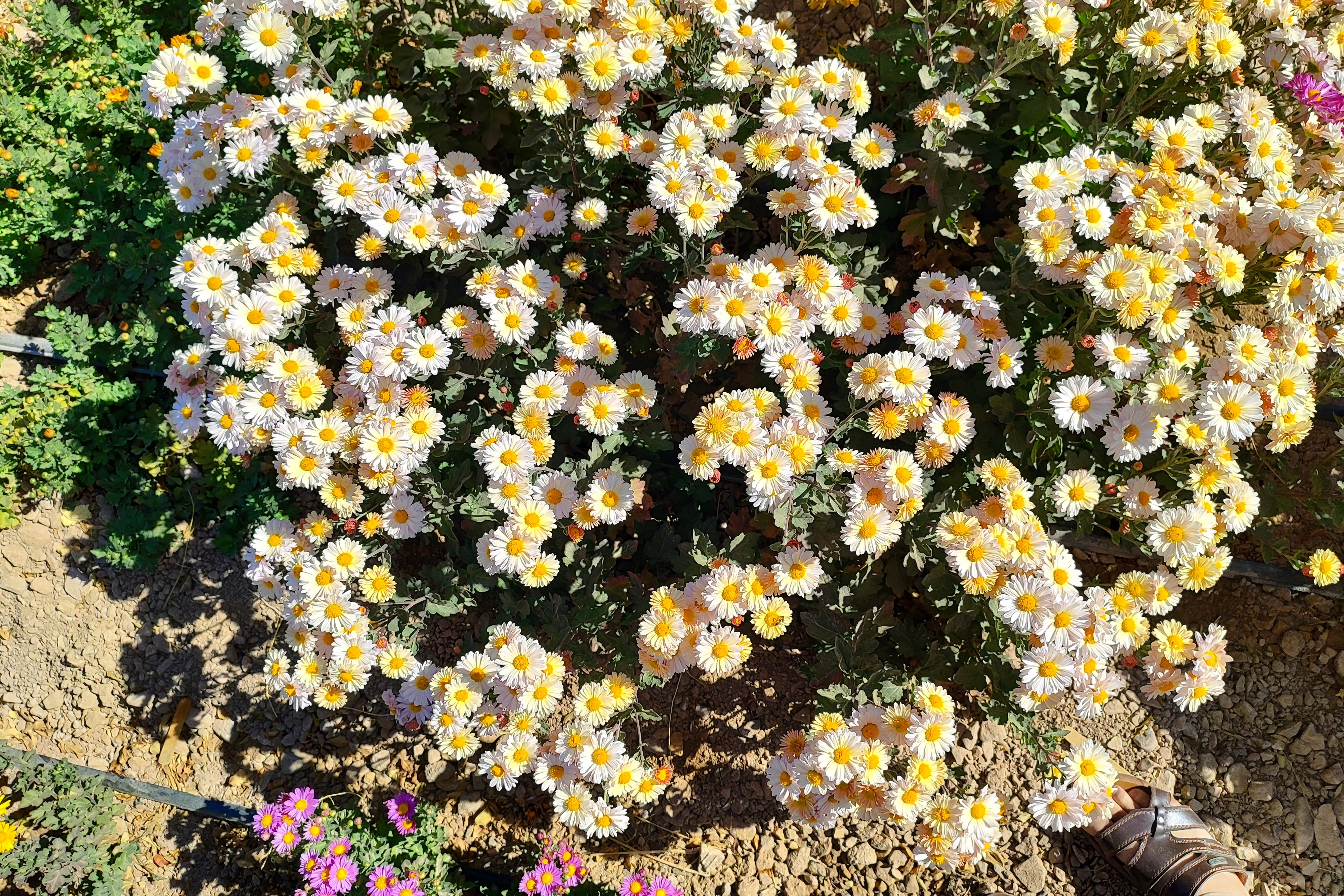 جشنواره گل‌های داودی