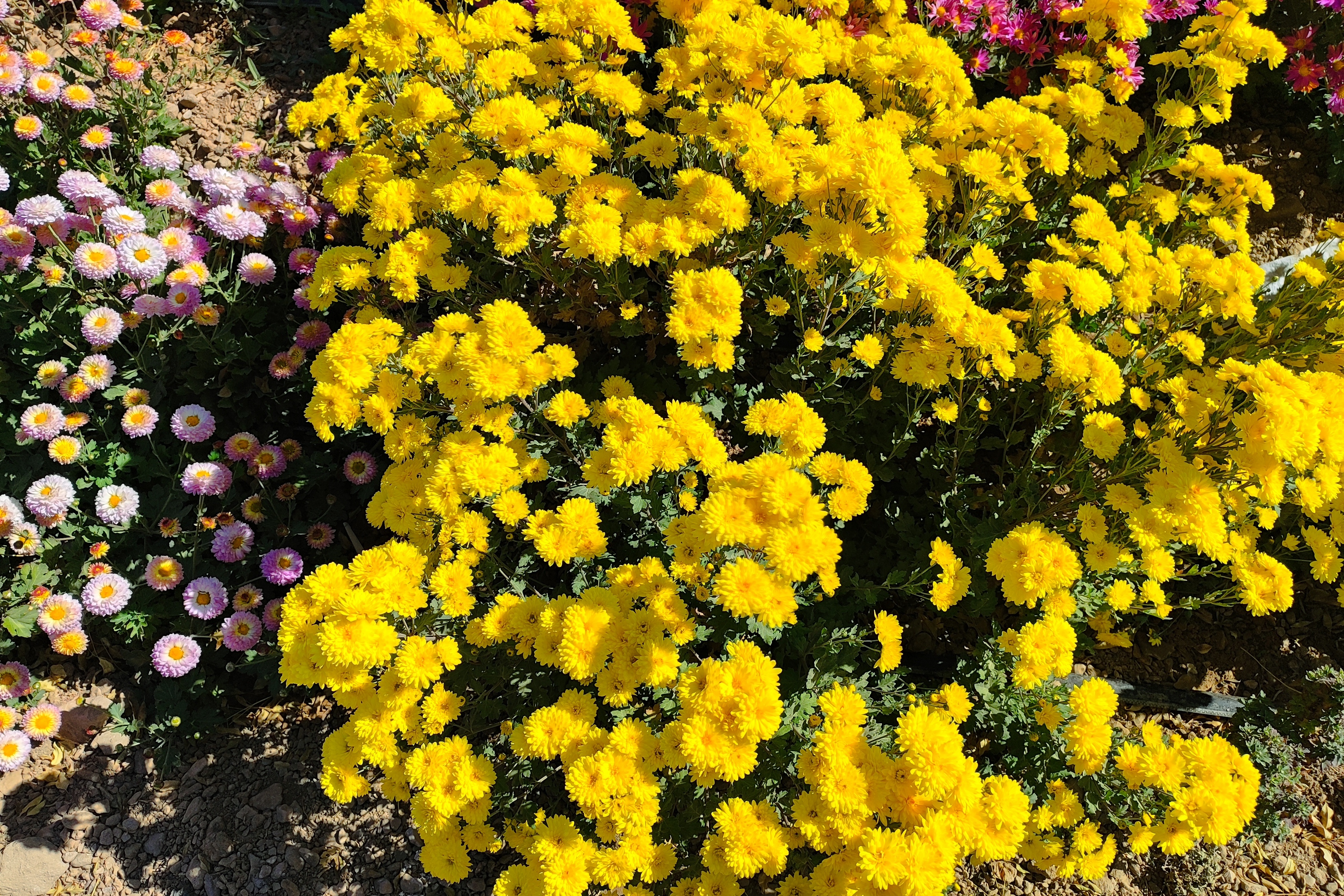 جشنواره گل‌های داودی