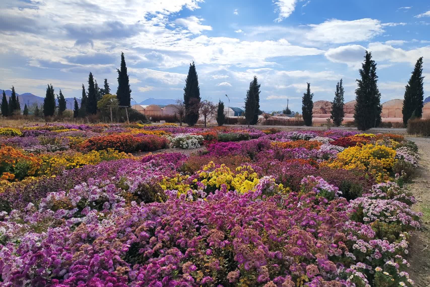 جشنواره گل‌های داودی