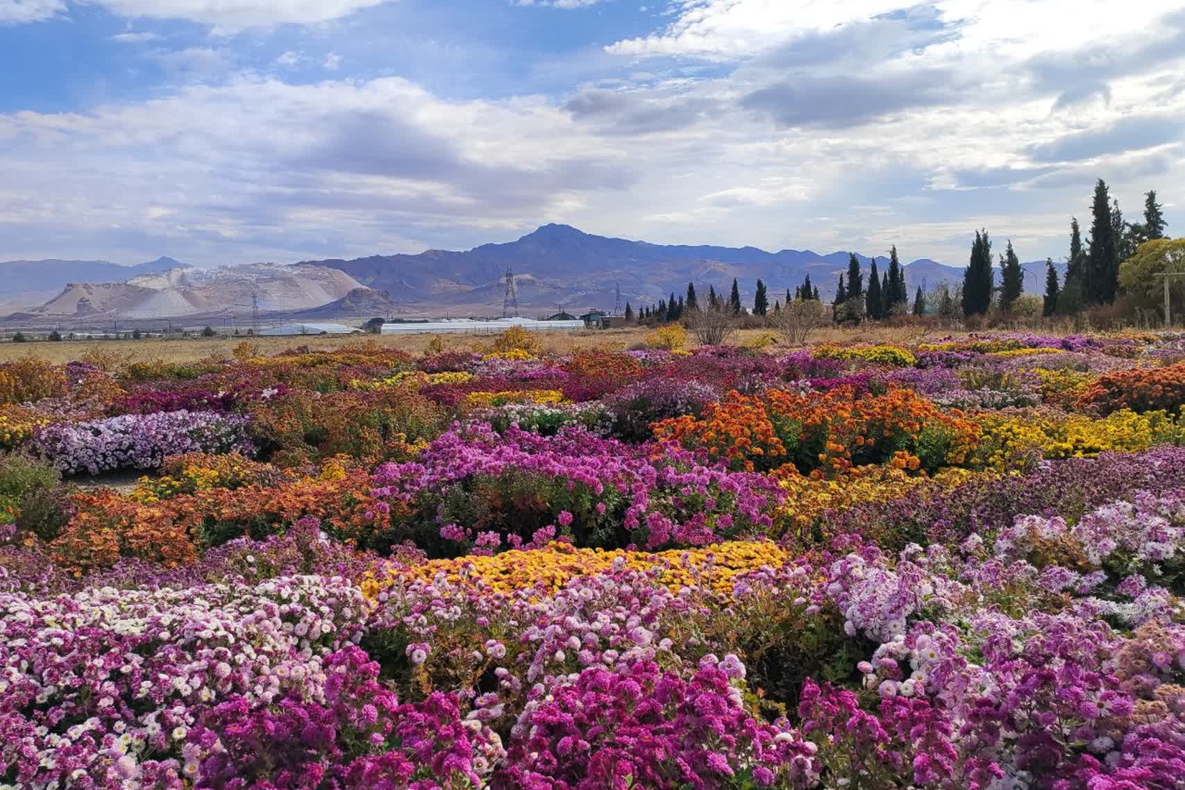 جشنواره گل‌های داودی